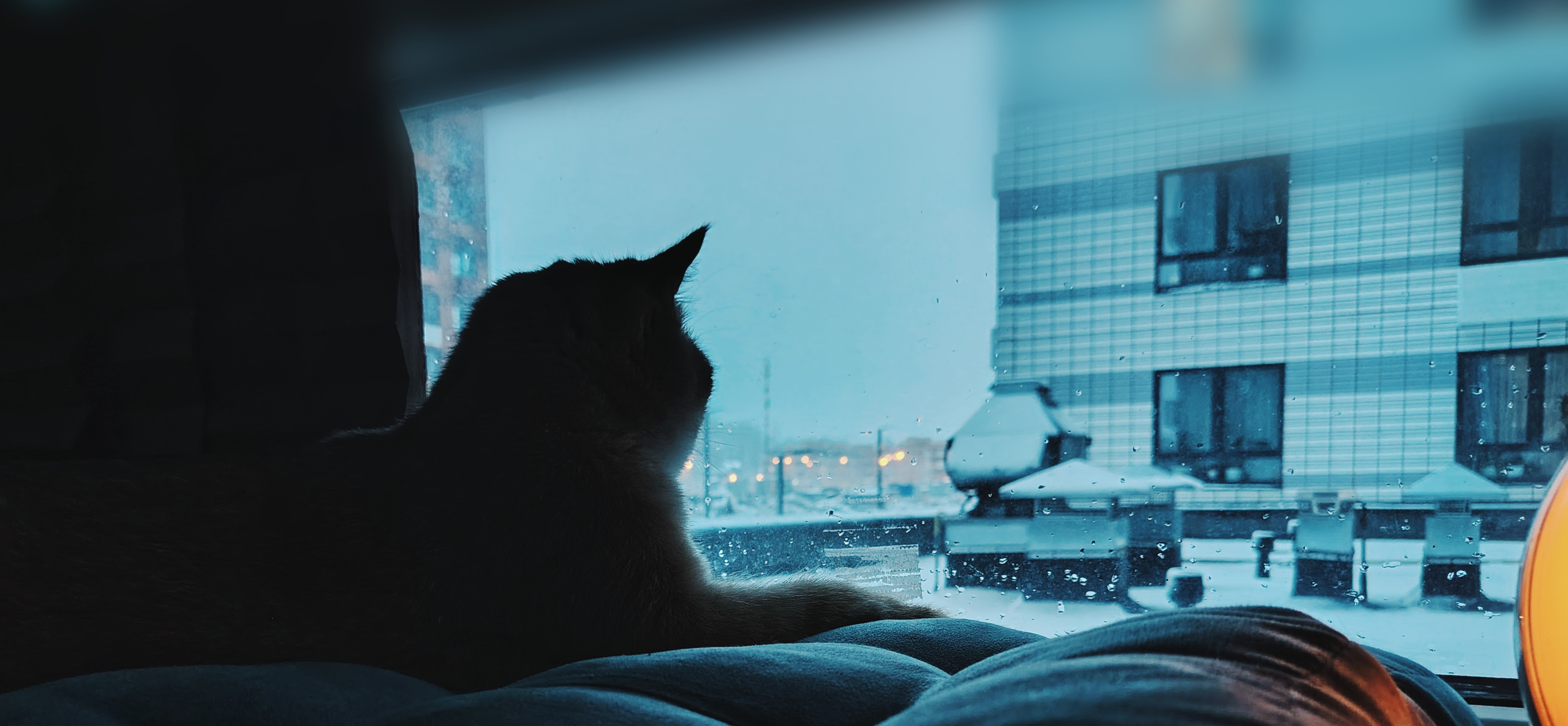 Фото питомца: кот Тимсель встречает свой первый снег