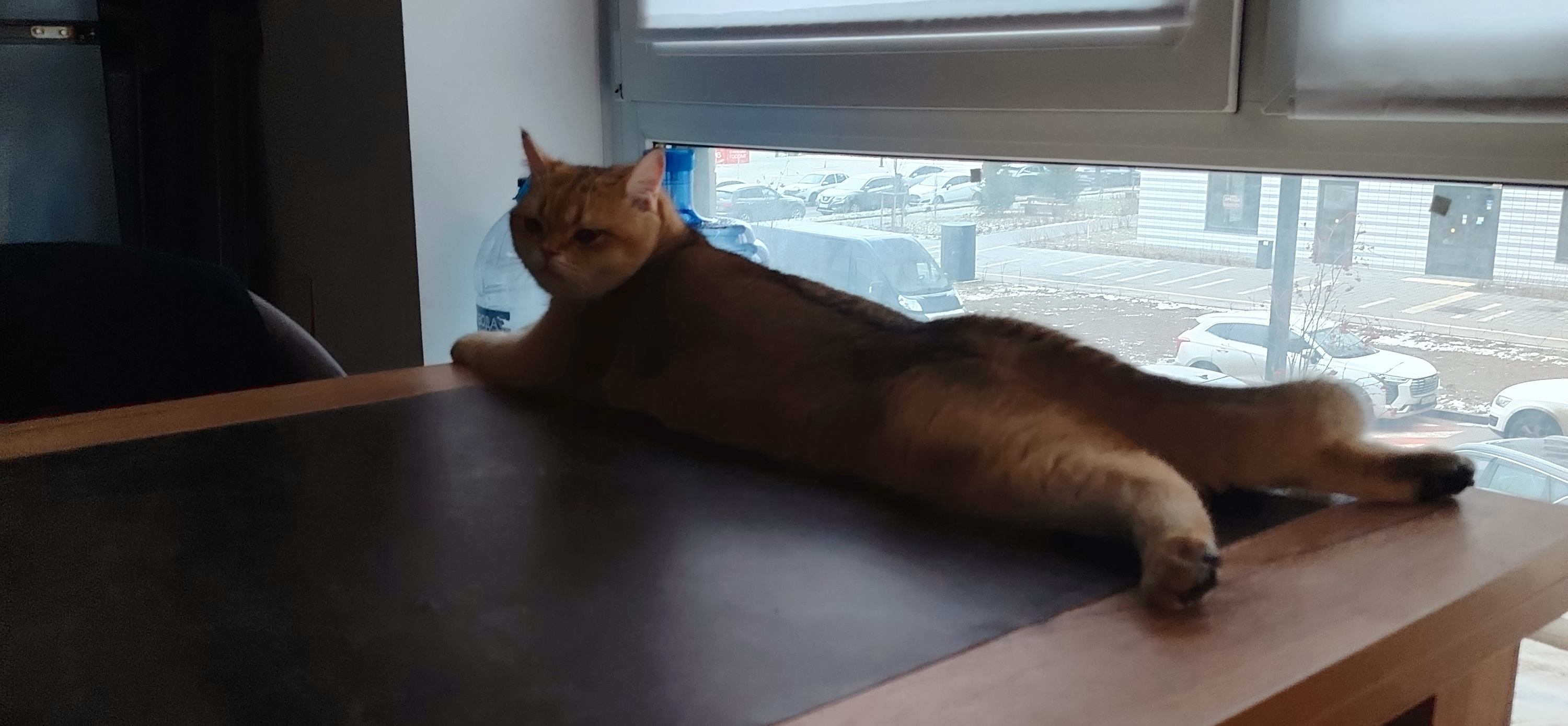 Фото питомца: кот Тимсель занимает почти всю длину стола