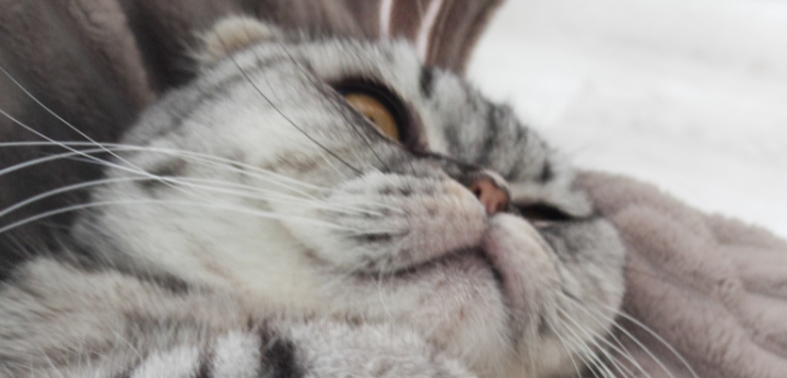 Фото питомца: кошка Тиша лежит в необычных позах