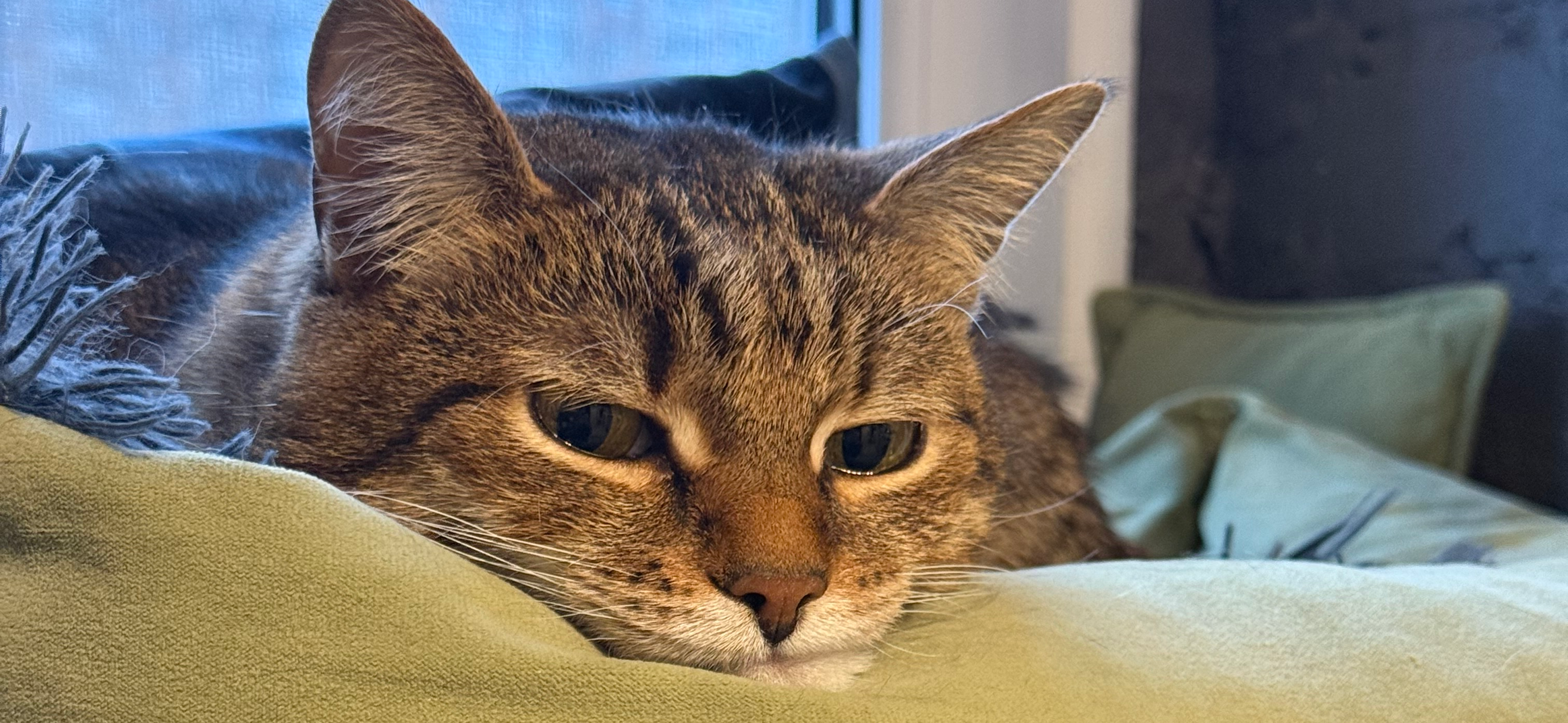 Фото питомца: кот Торо недоволен приближающимися похолоданиями в Москве