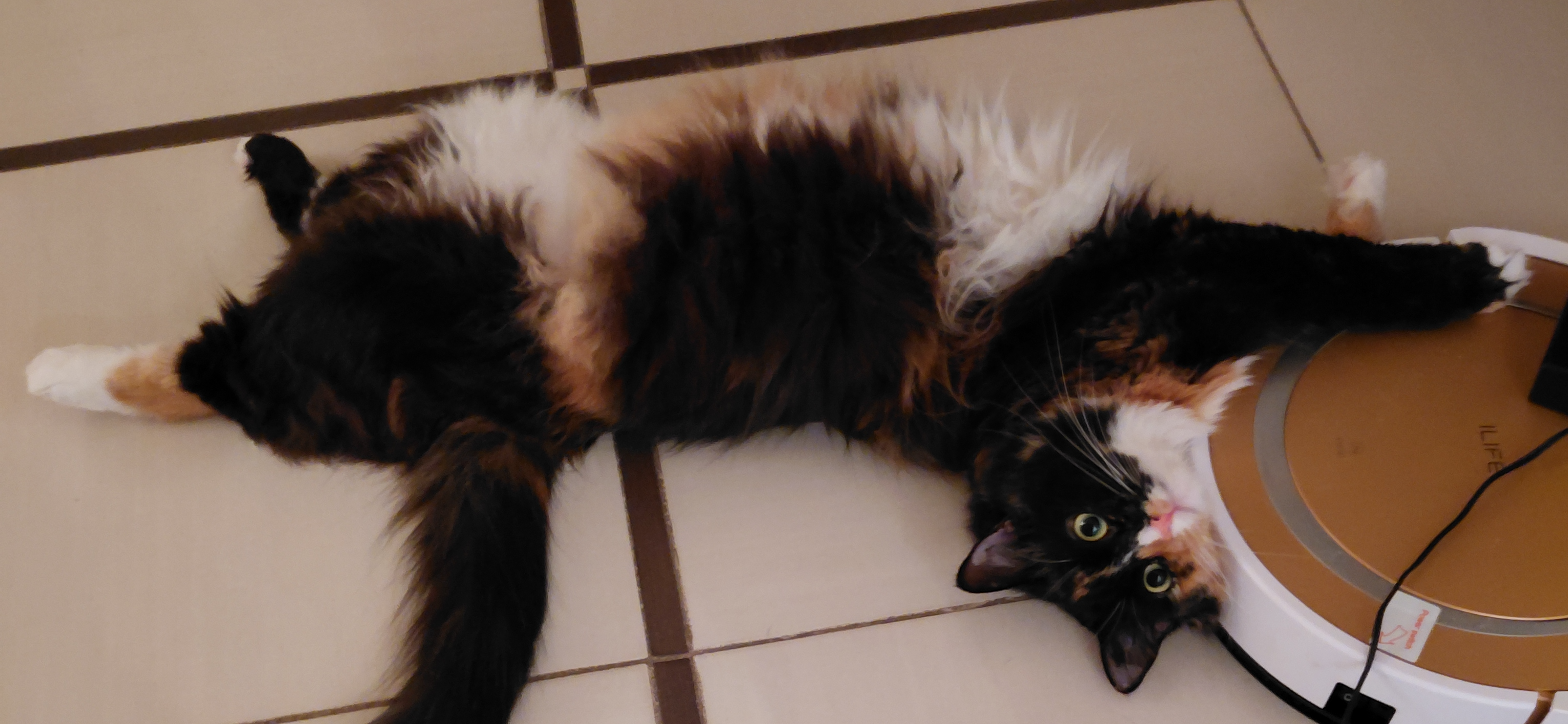 Фото питомца: кошка Треша обнимает пылесос