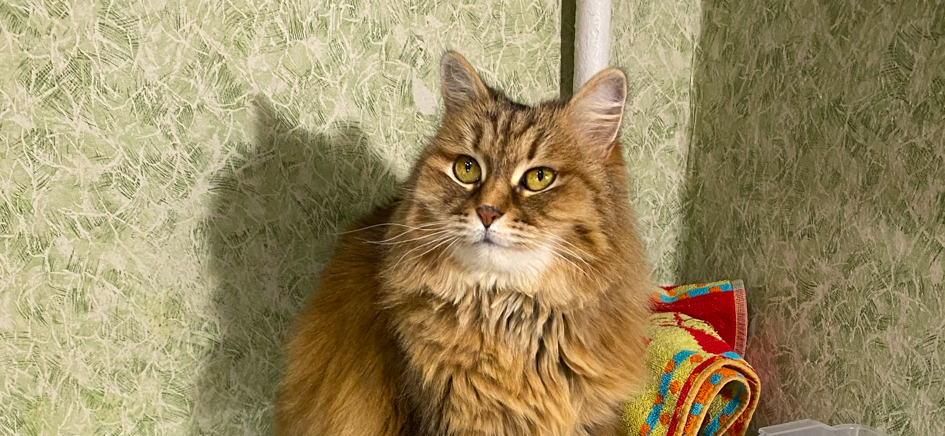 Фото питомца: кошка Туся помогает и контролирует на кухне