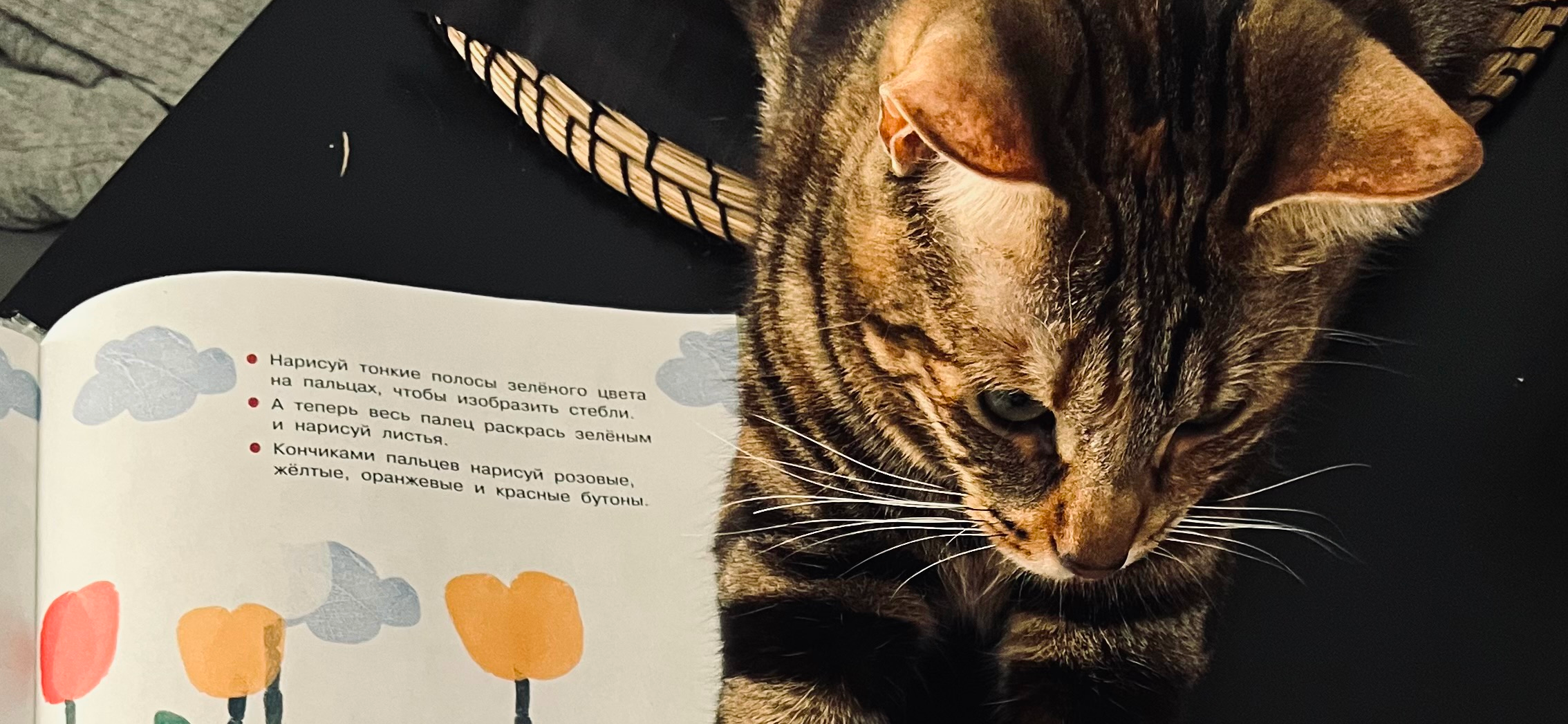 Фото питомца: кошка творчески подходит к жизни