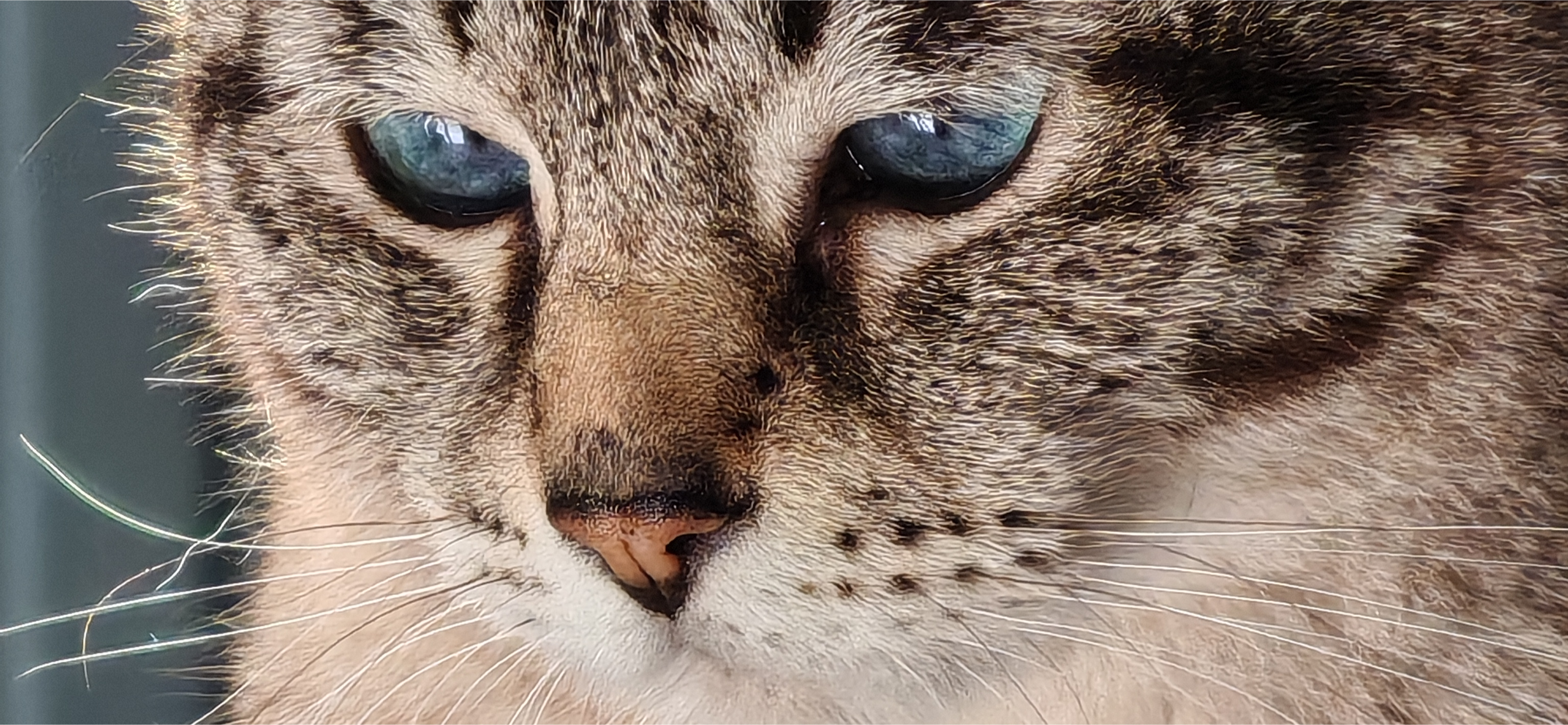 Фото питомца: кошка Ума позирует на камеру