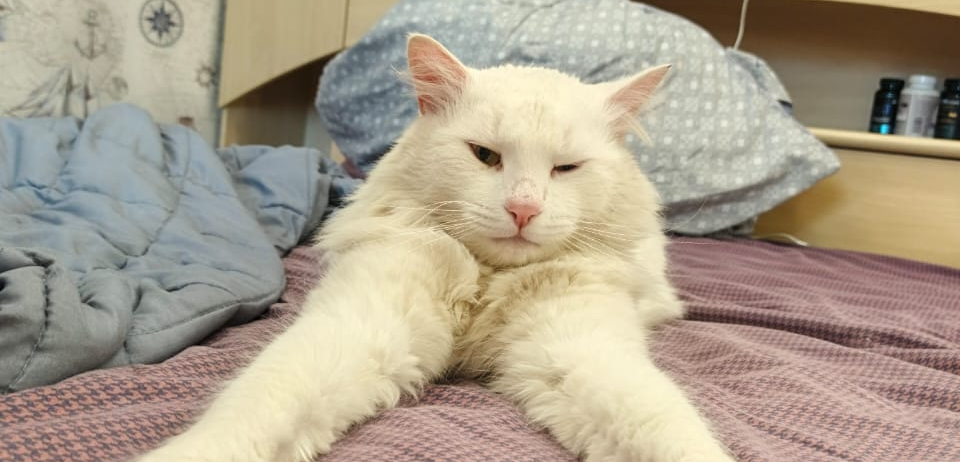 Фото питомца: кот Умка отдыхает