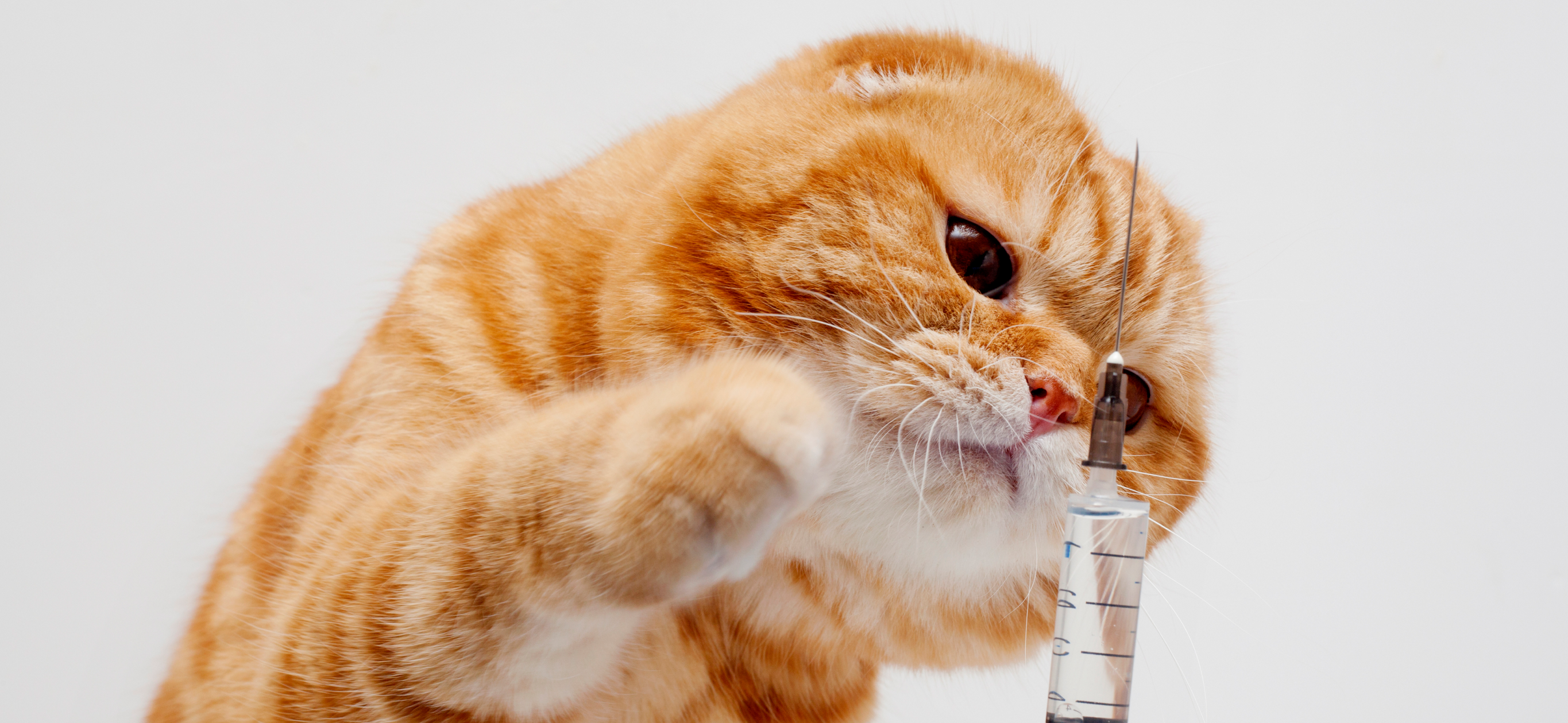 10 вакцин для кошек, доступных в России