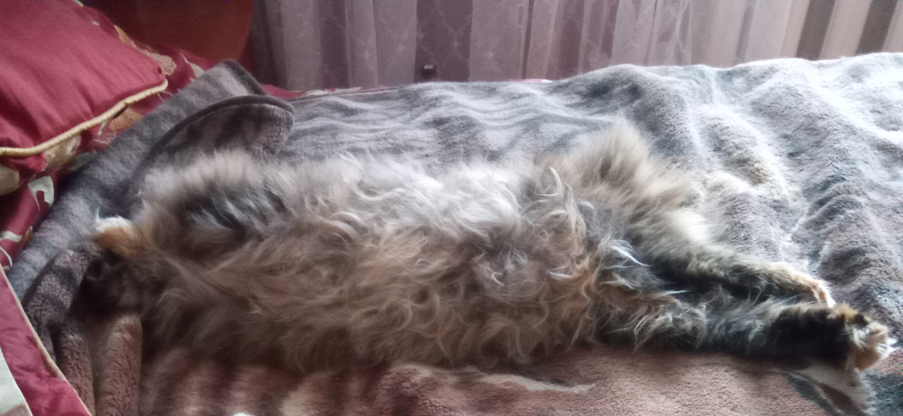 Фото питомцев: кот Ван-Дам и кошка Анфиса отдыхают