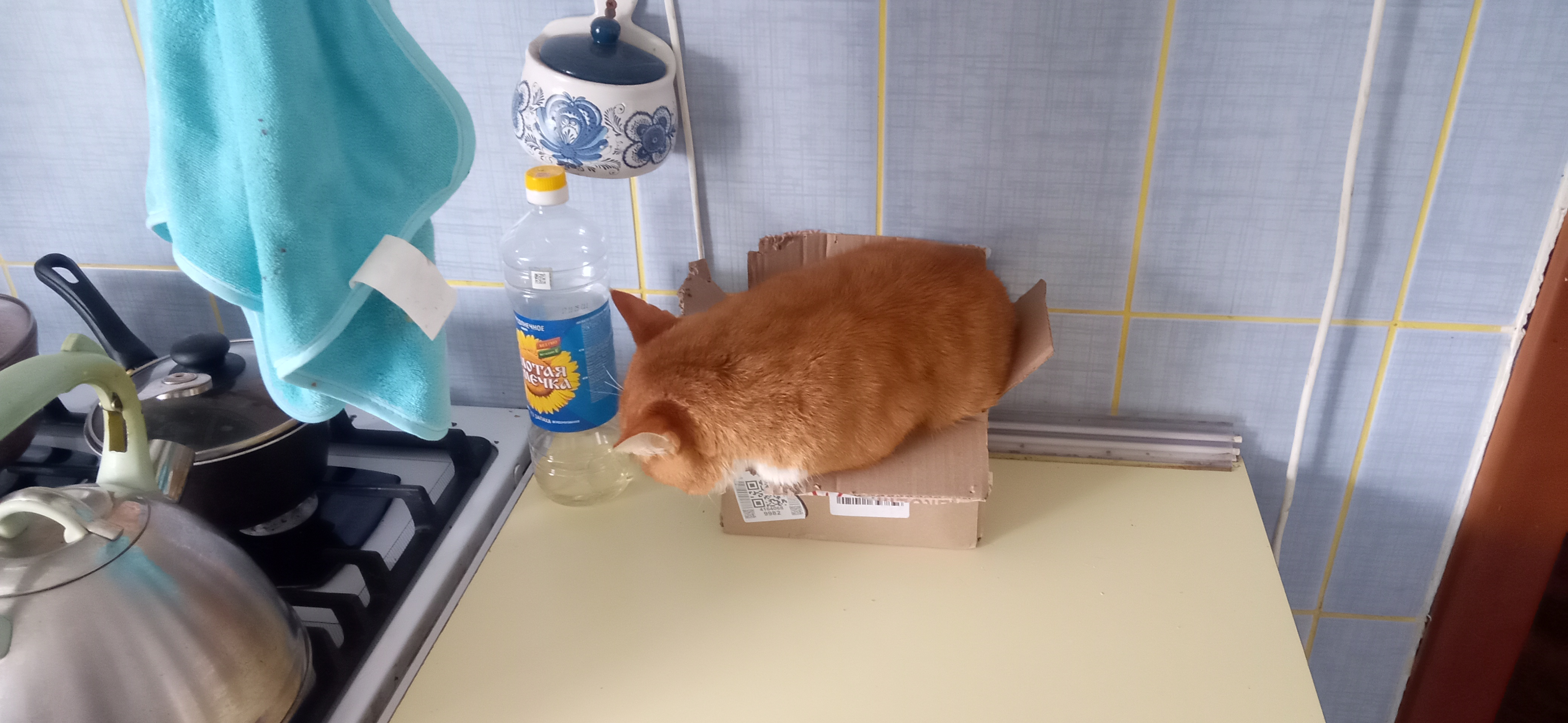 Фото питомца: кот Ван Дам пытается поместиться в коробку