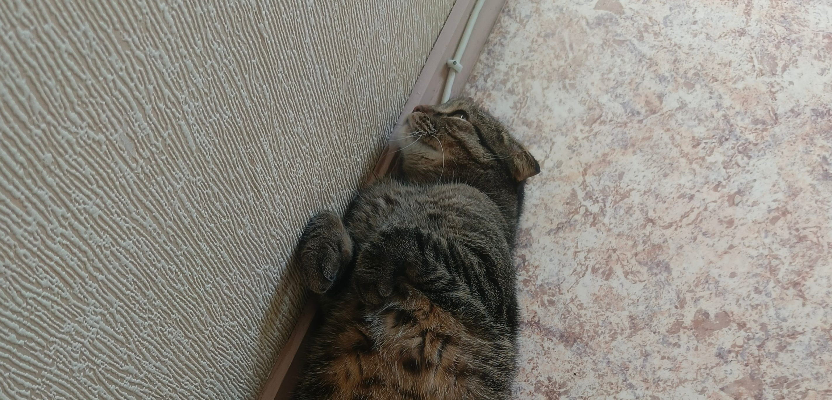 Фото питомца: кот Вася лежит, прислонившись к стене