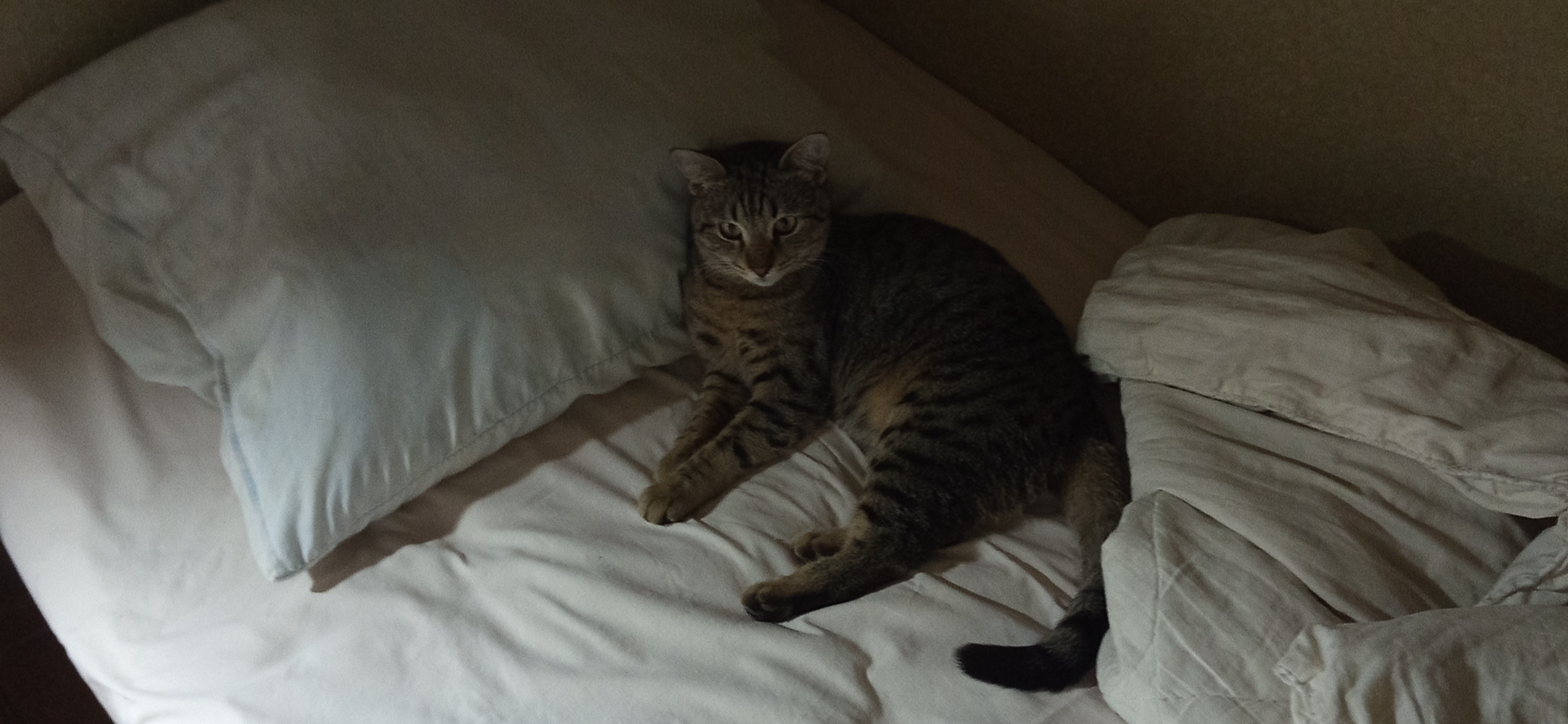 Фото питомца: кот Вася наслаждается жизнью