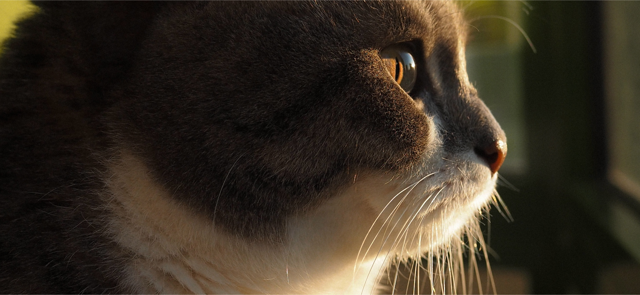 Фото питомца: кошка Вася провожает закат