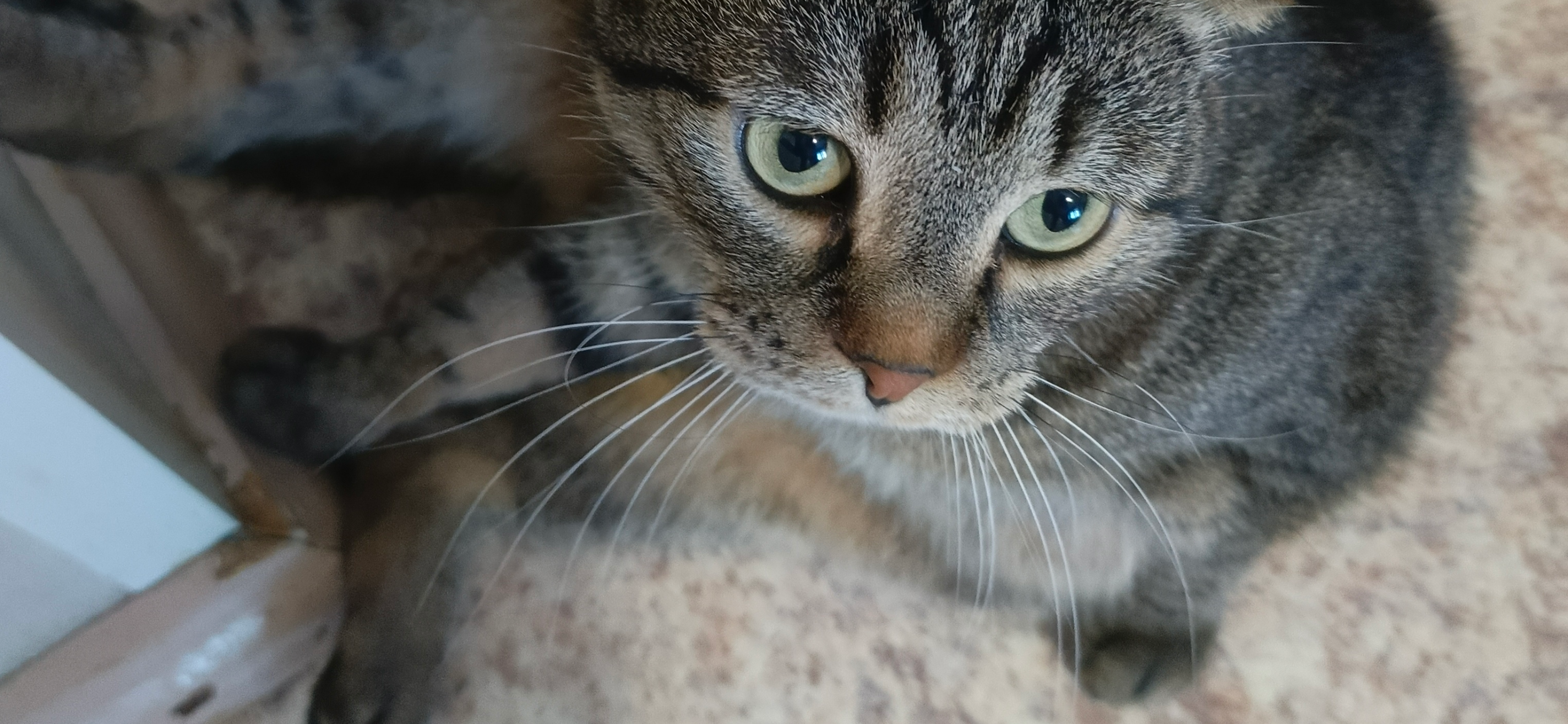 Фото питомца: кот Вася занял интересную позу в углу