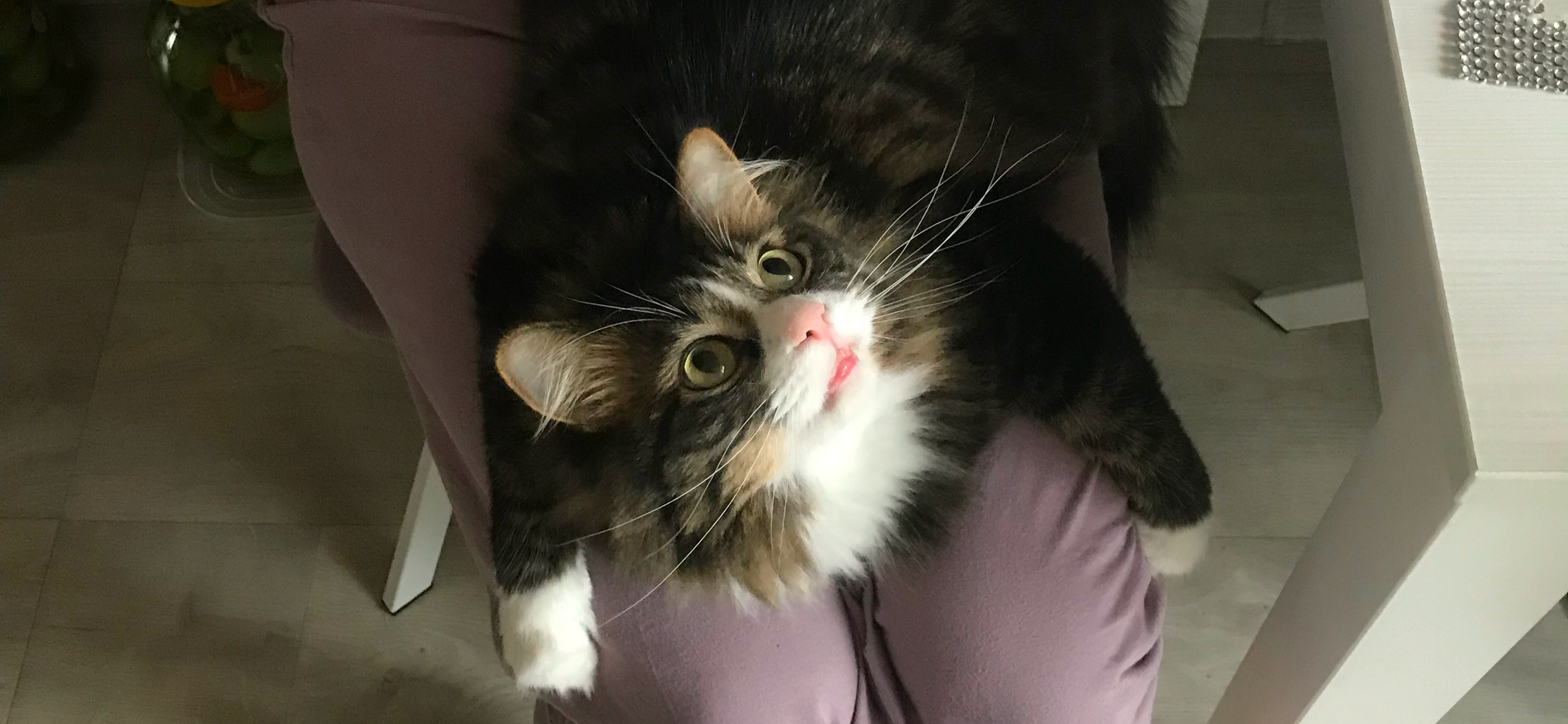 Фото питомца: кот Василек отдыхает