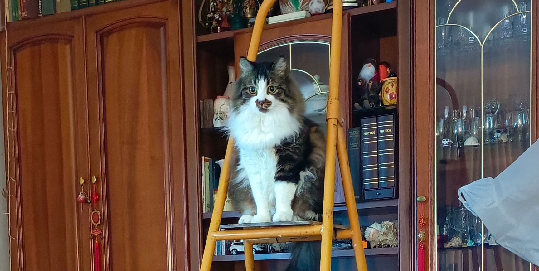 Фото питомца: кот Василий обозревает свои владения с наблюдательного пункта