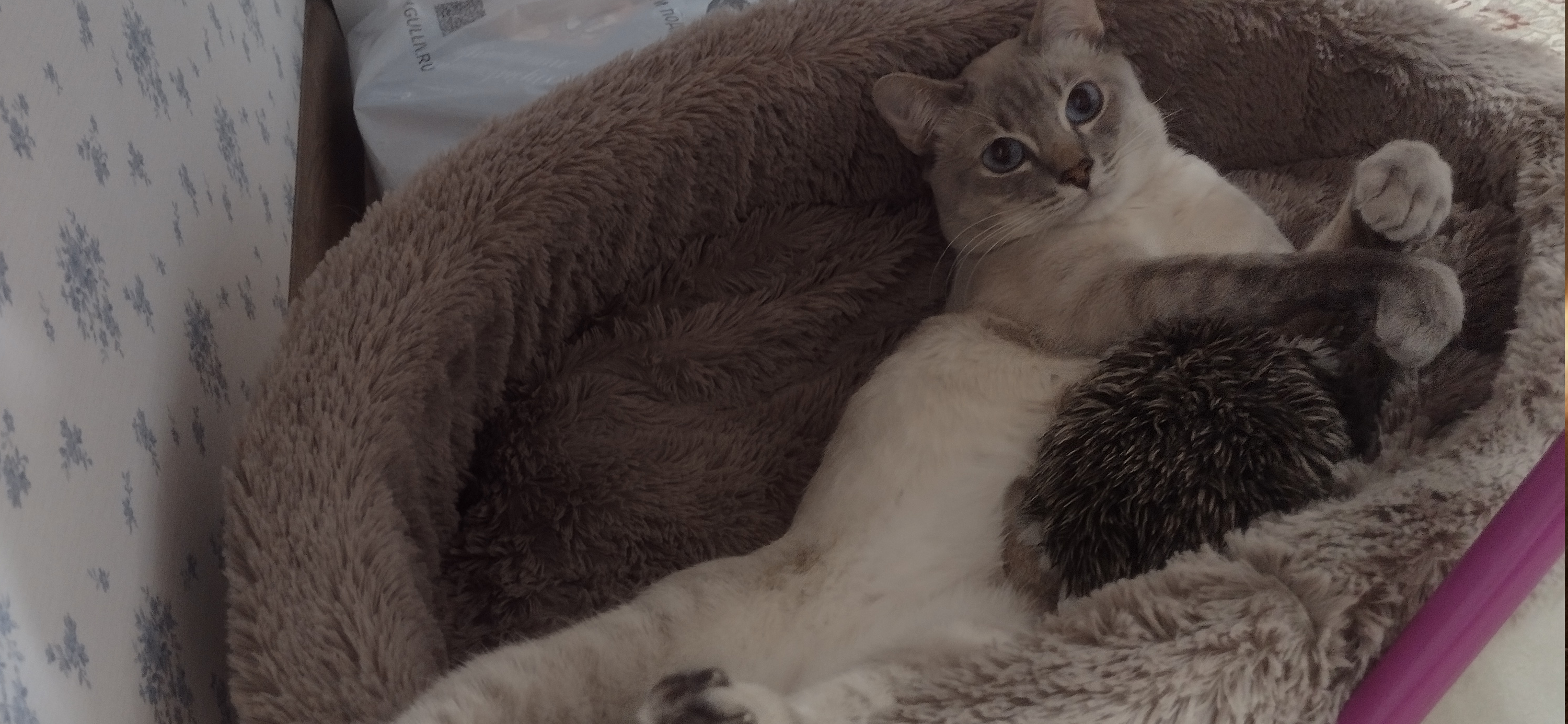 Фото питомца: кот Василий отдыхает от повседневных забот