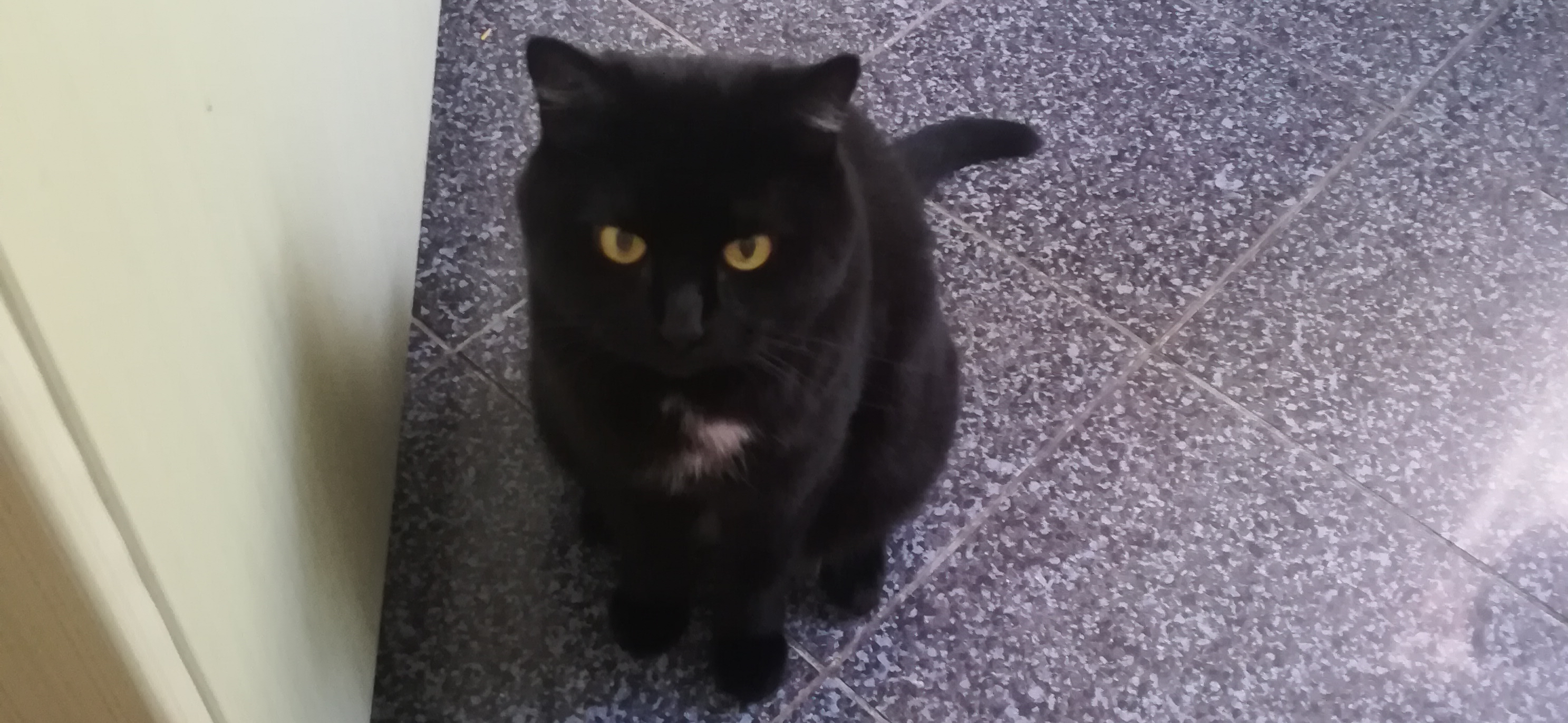 Фото питомца: кот Василий ждет ужин