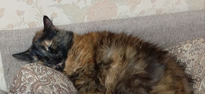 Фото питомца: кошка Василиса крепко спит