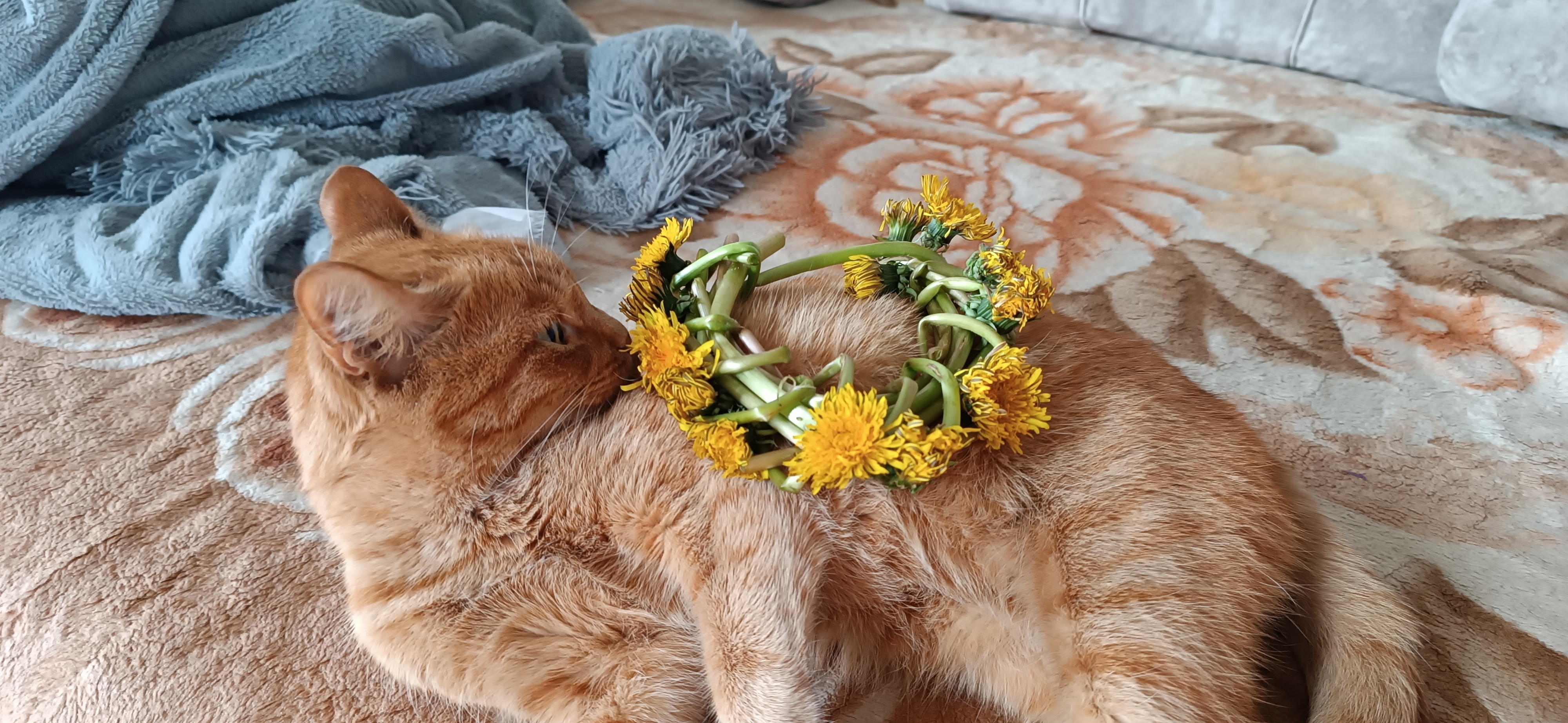 Фото питомца: кошка Василиса оценивает венок из одуванчиков