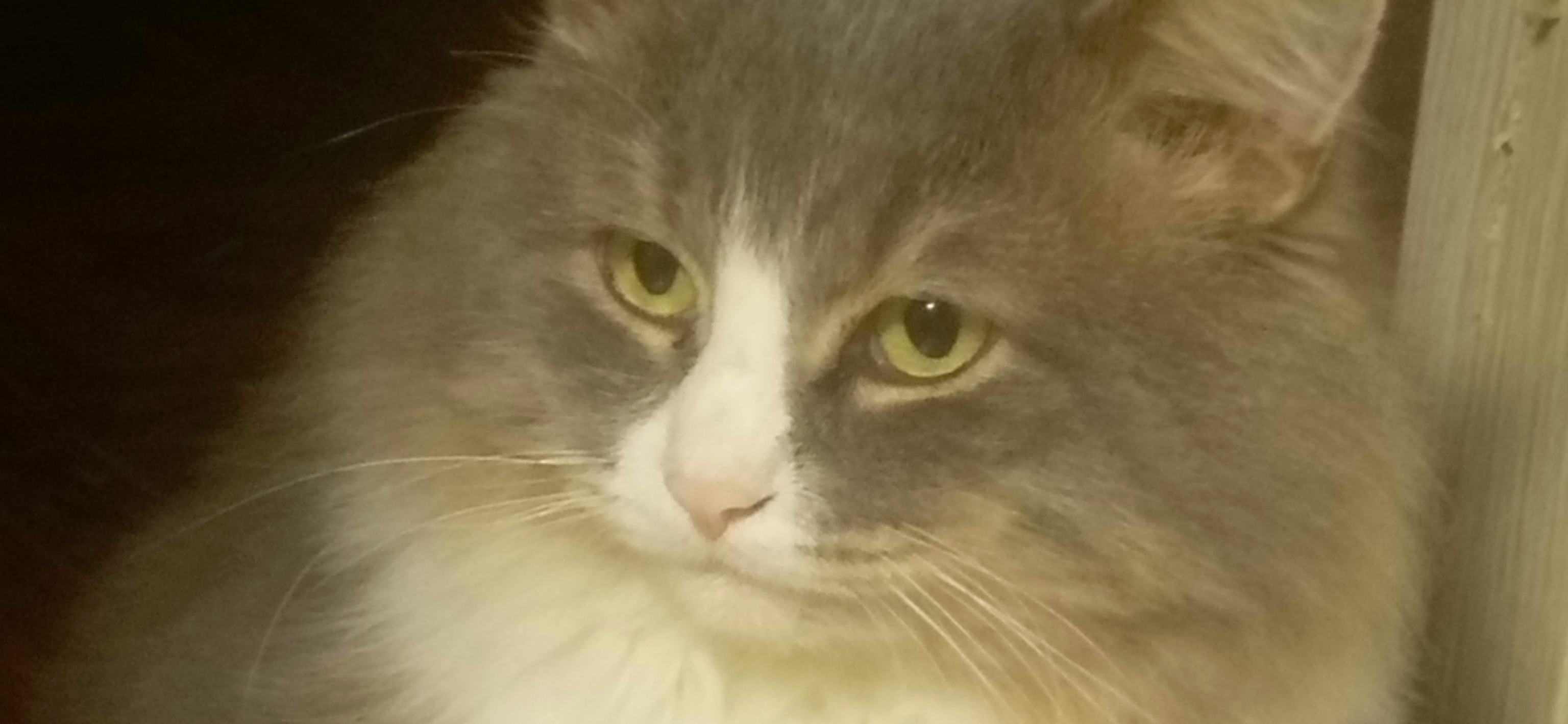 Фото питомца: кот Васька прилежно сложил лапки