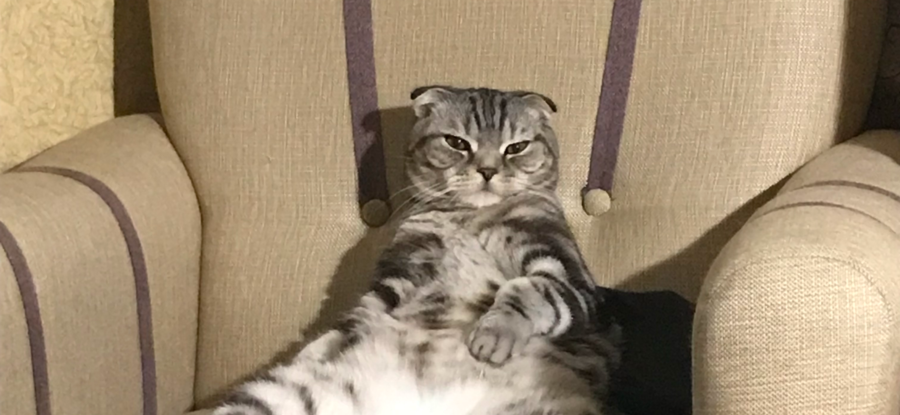 Фото питомца: кот Вениамин отдыхает после трудовых будней