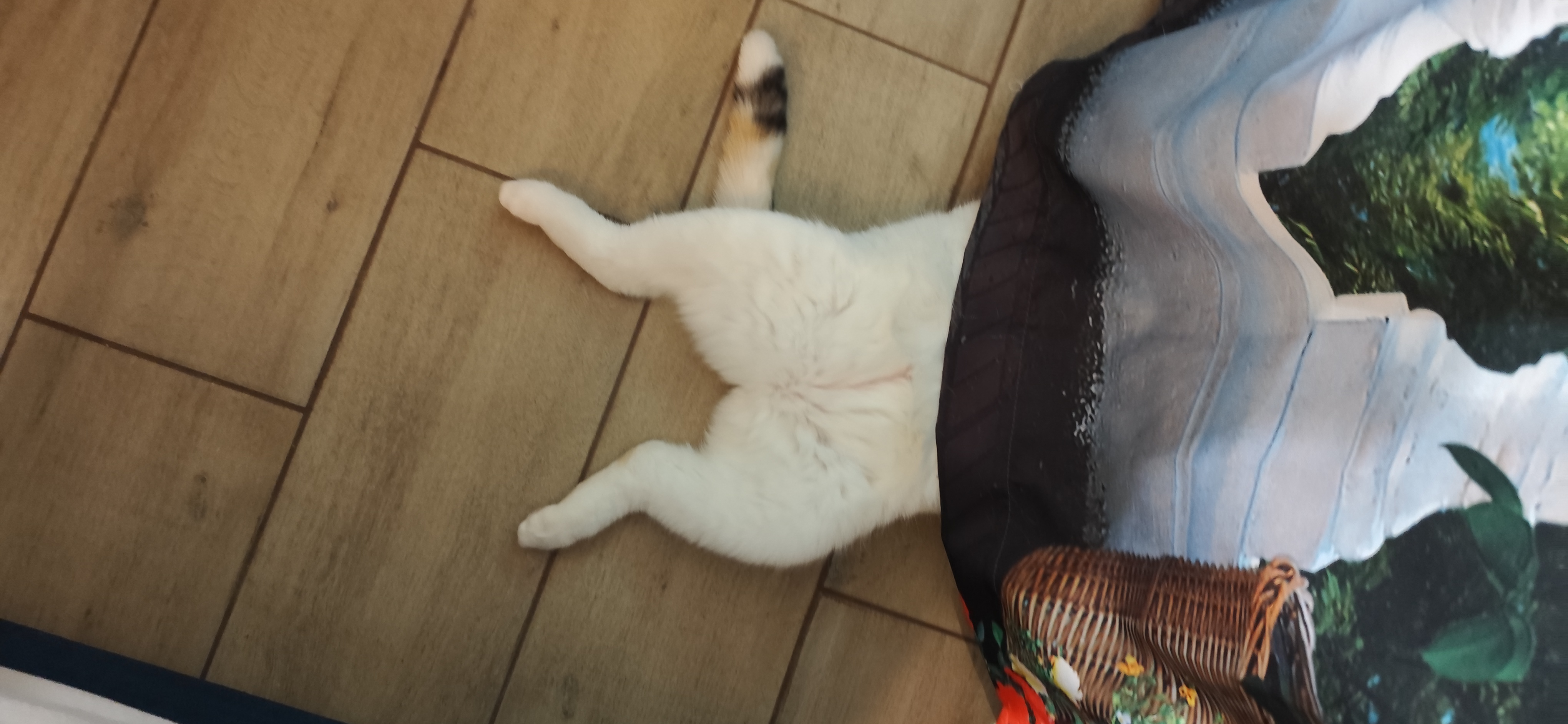 Фото питомца: кошка Вишенка прячется за шторой