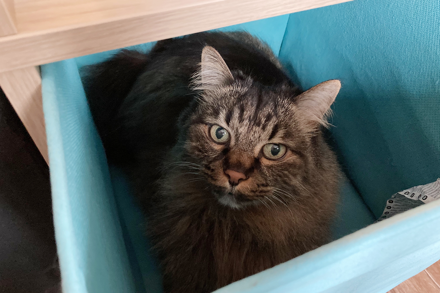 Какой котик не любит коробки и другие укромные места?