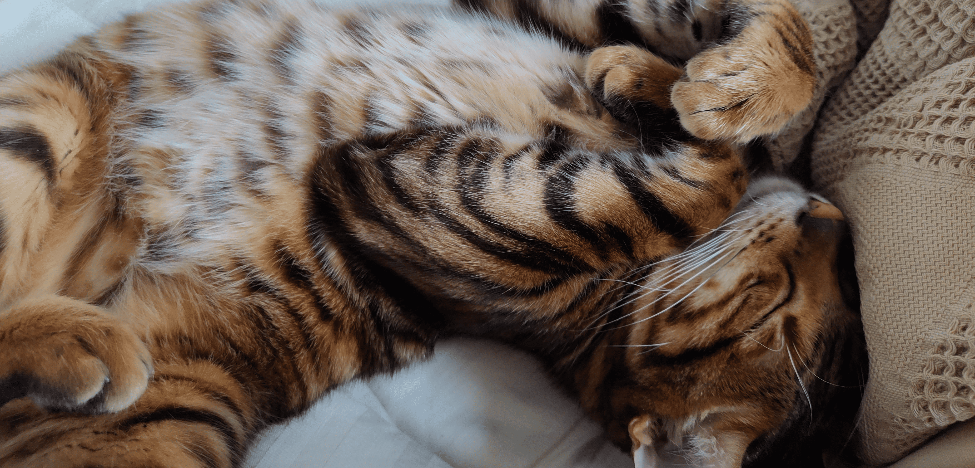 Фото питомца: кот встречает серое ноябрьское утро понедельника в кровати