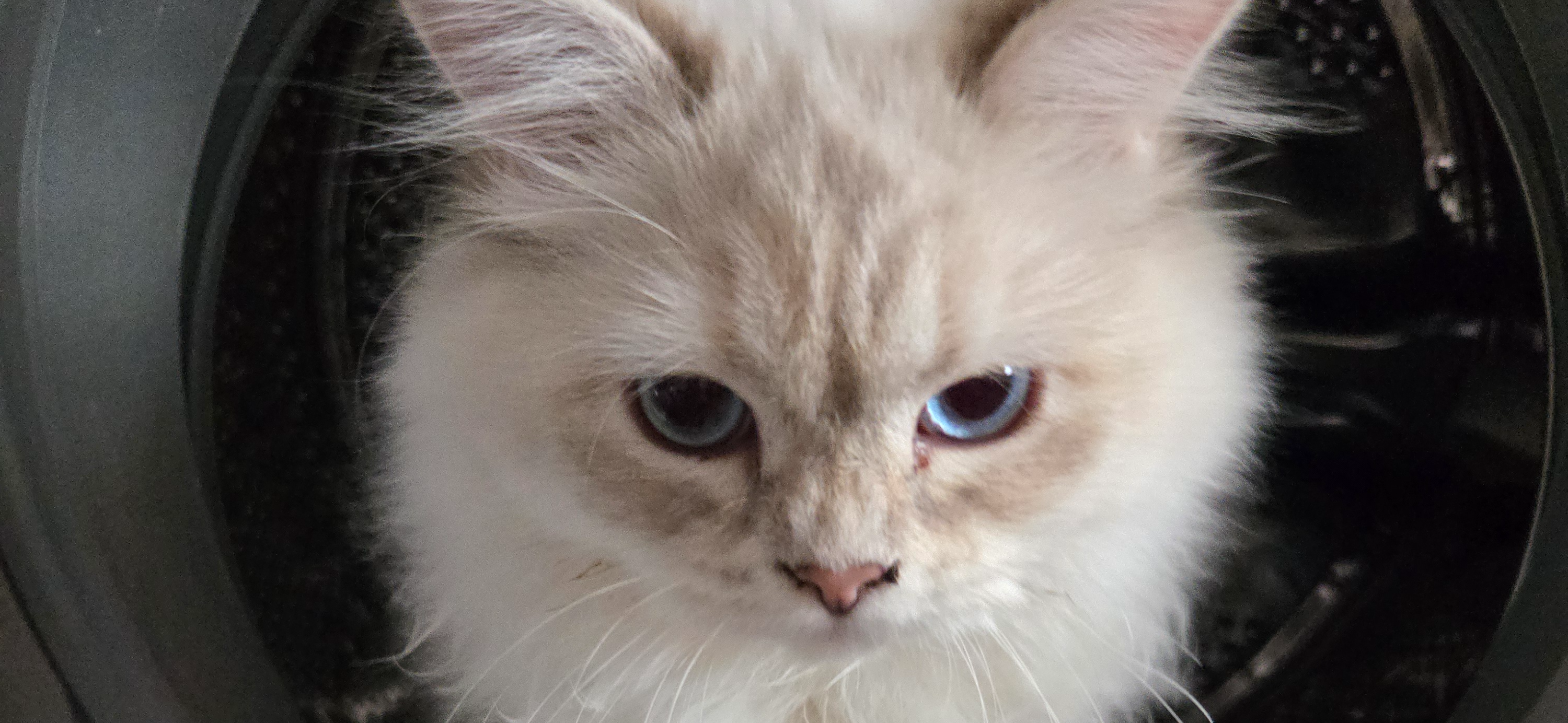 Фото питомца: кошка Зайка залезла в стиральную машину