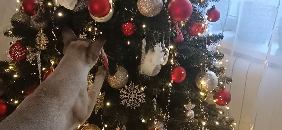 Фото питомца: кот Зефир наряжает елку