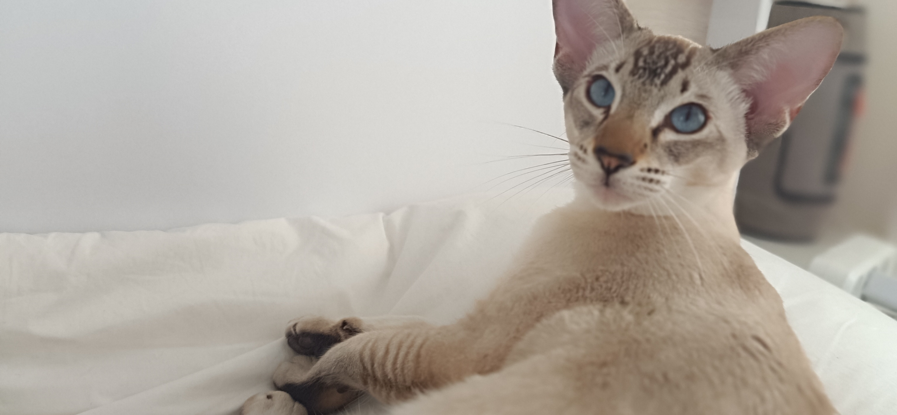 Фото питомца: кот Зефир позирует