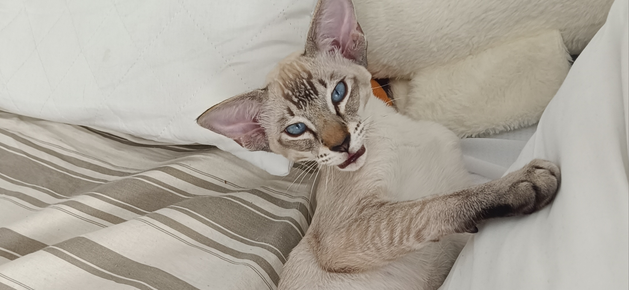 Фото питомца: кот Зефир живет свою лучшую жизнь