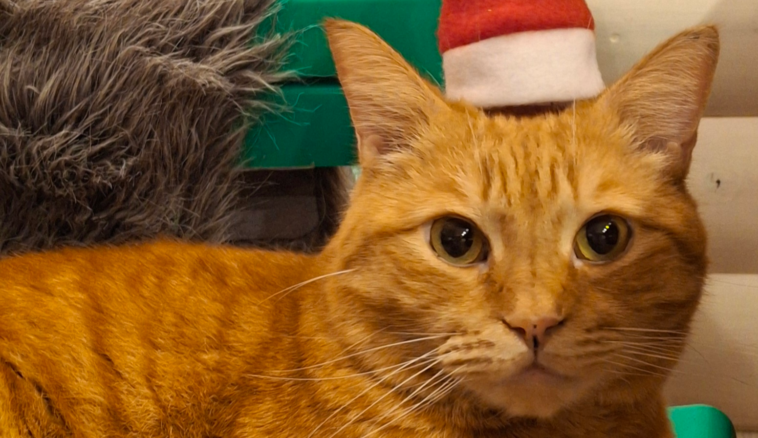 Фото питомца: кот Жирик приготовился к Новому году