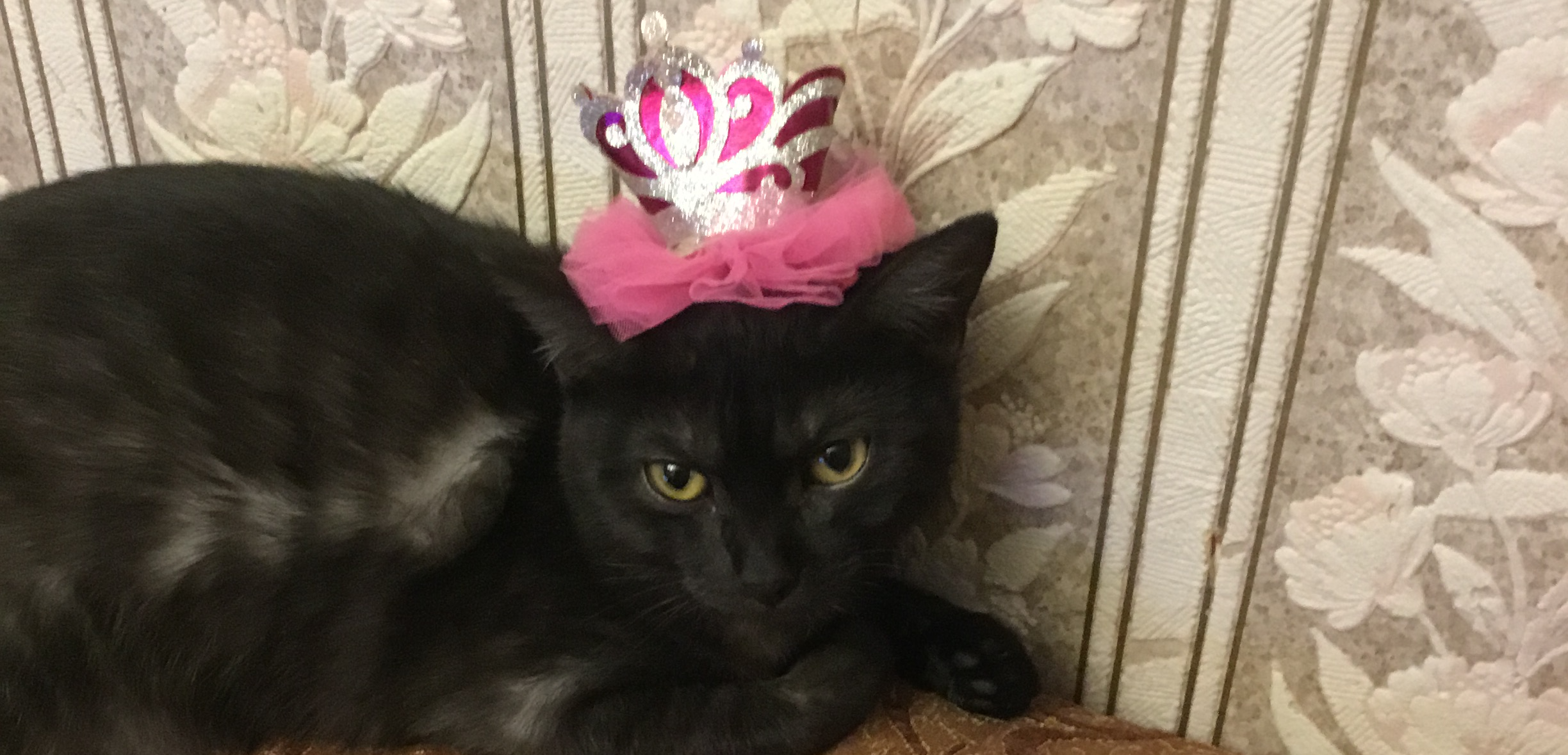 Фото питомца: кошка Жюли примеряет модные головные уборы