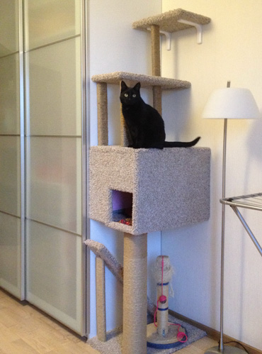 Кошачий домик в квартире: для чего это надо