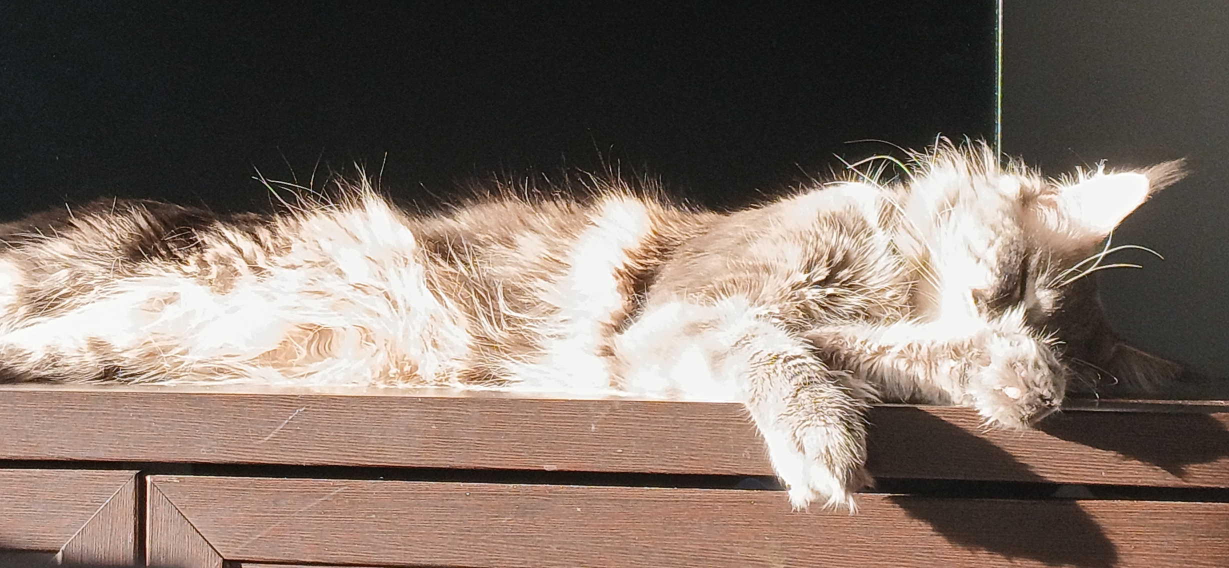 Фото питомца: два кота отдыхают