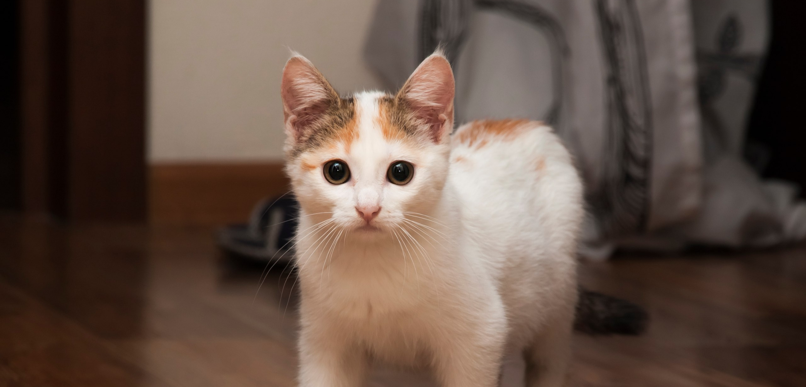 Я забрала с улицы двух котят, кота и кошку и нашла им новые дома