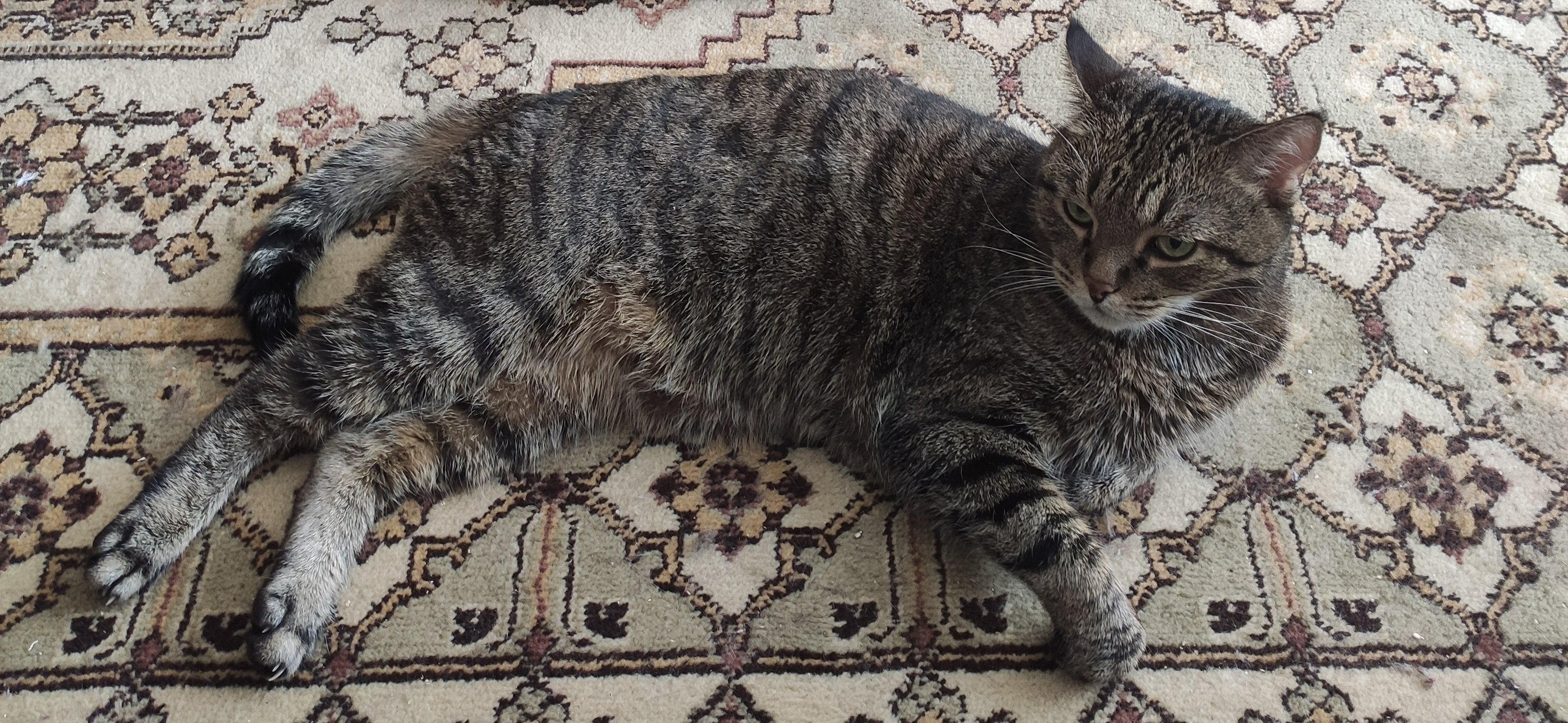 Фото питомцев: коты Акбар и Луша отдыхают на ковре