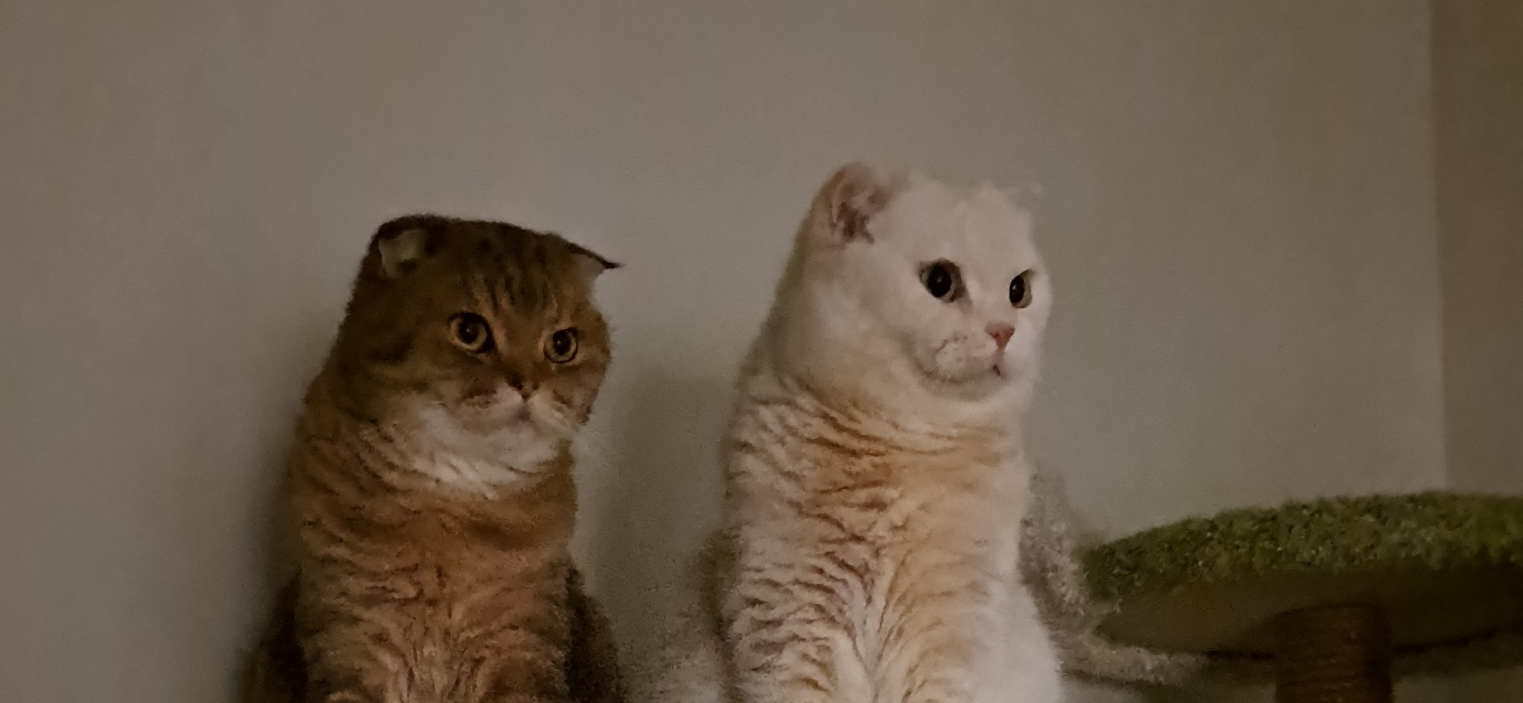 Фото питомца: коты Алекс и Ричард наслаждаются игрой