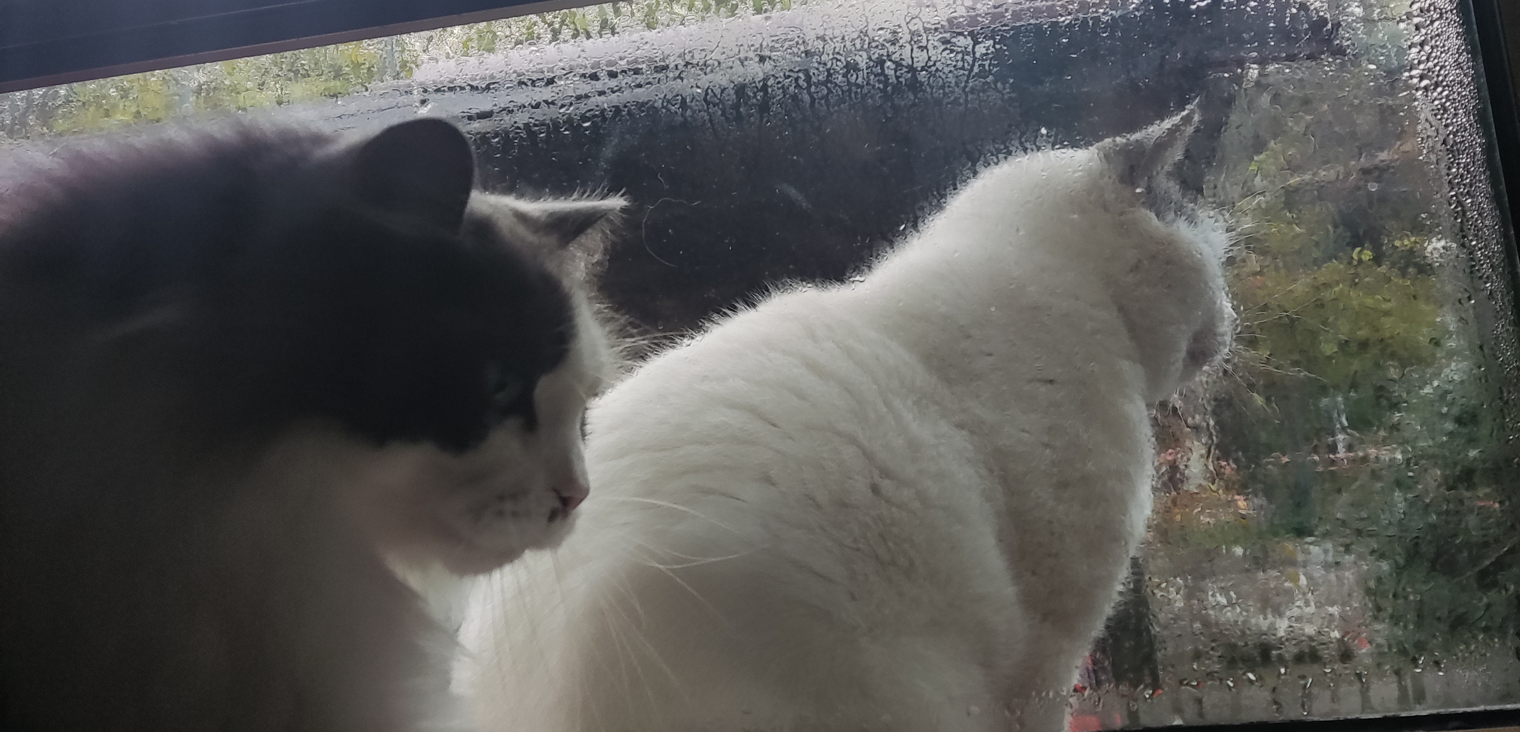 Фото питомцев: кошка Алисия и кот Саймон сидят на подоконнике