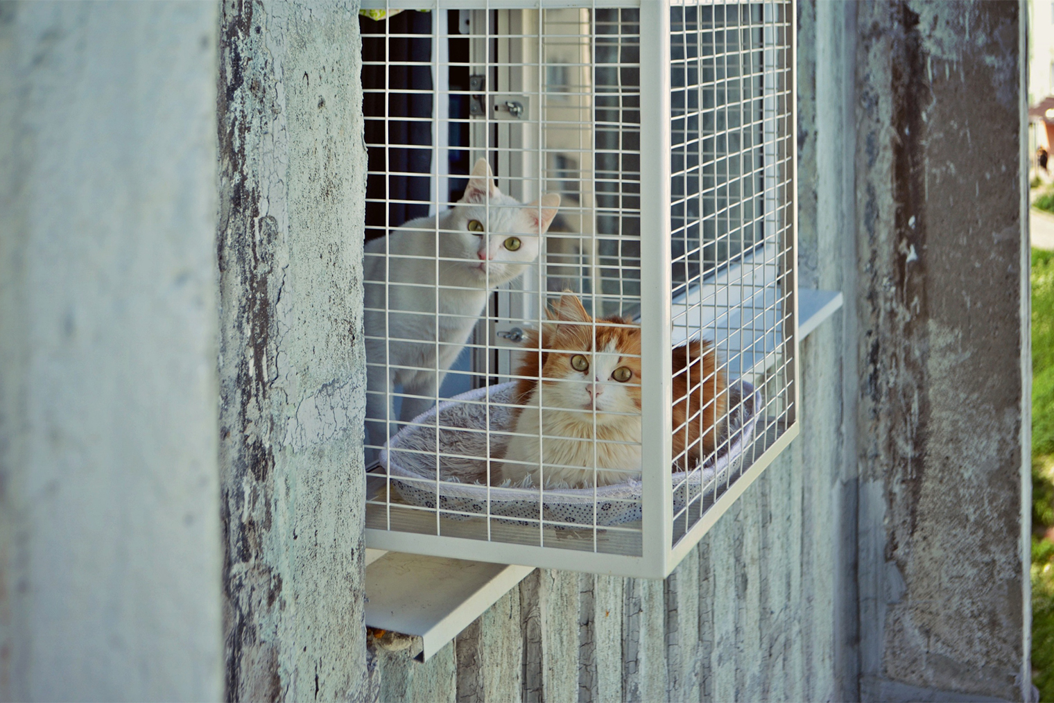 А так — кошачий балкон. Источник: catsafety.ru