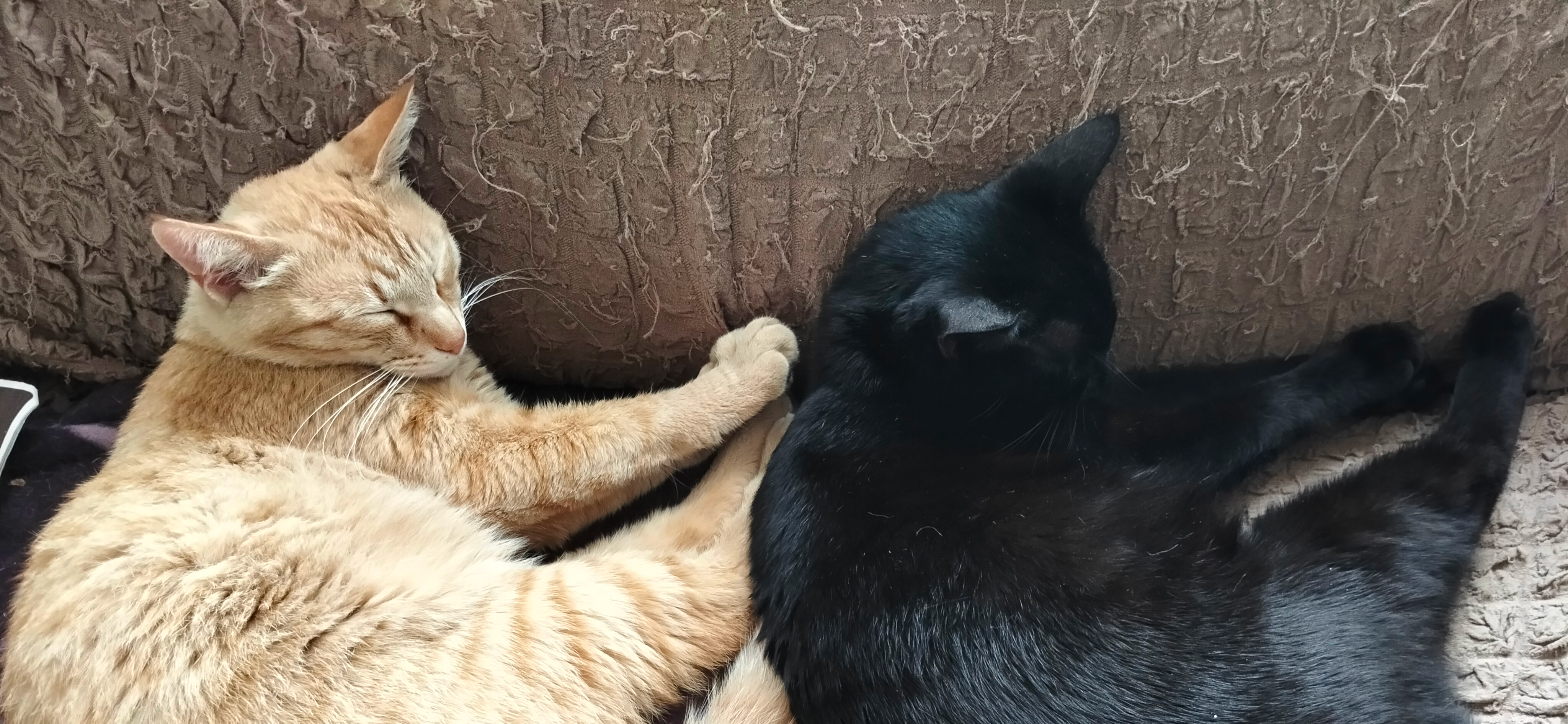 Фото питомцев: кошка Ариша и кот Феликс демонстрируют дружбу