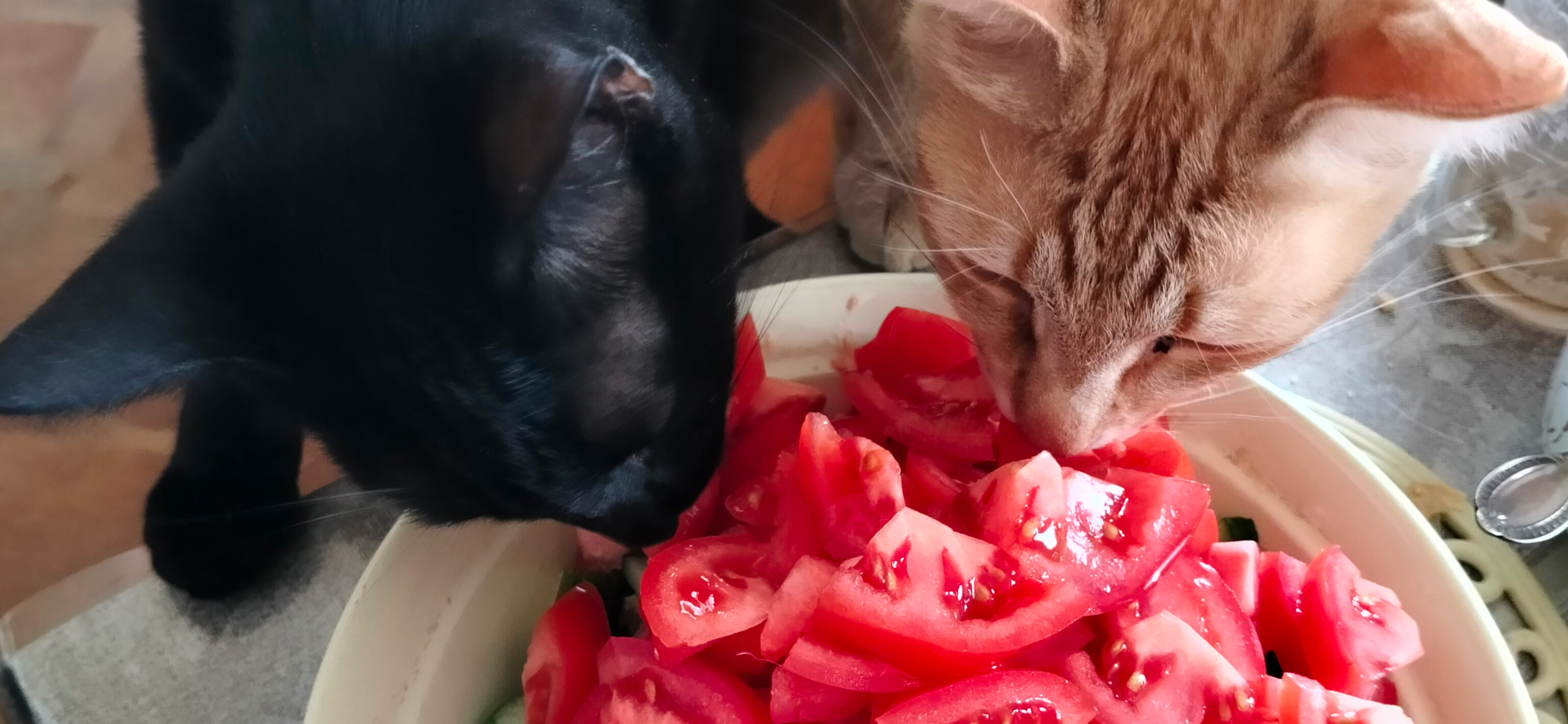 Фото питомцев: кошка Ариша и кот Феликс пробуют салат