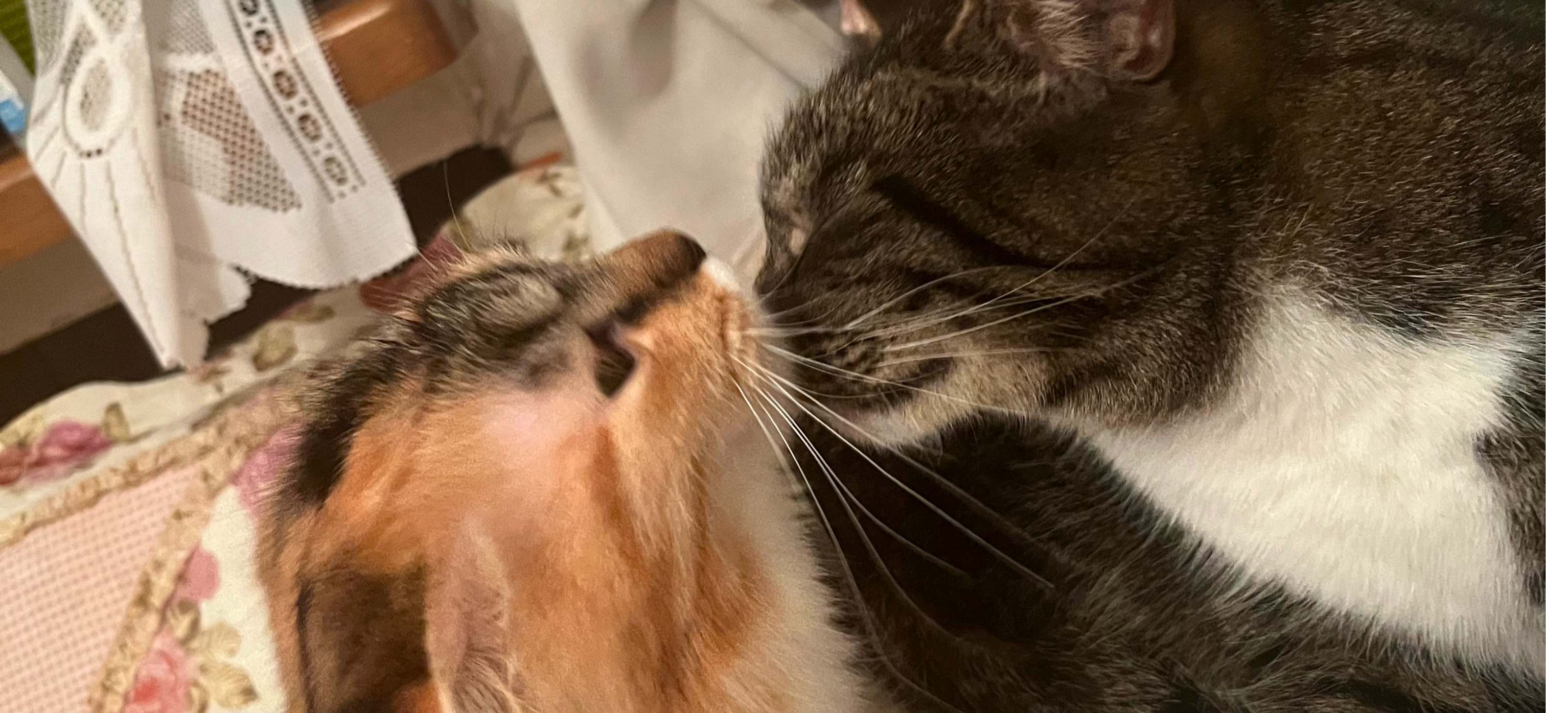 Фото питомцев: коты Барсик и Солнышко демонстрируют любовь и нежность