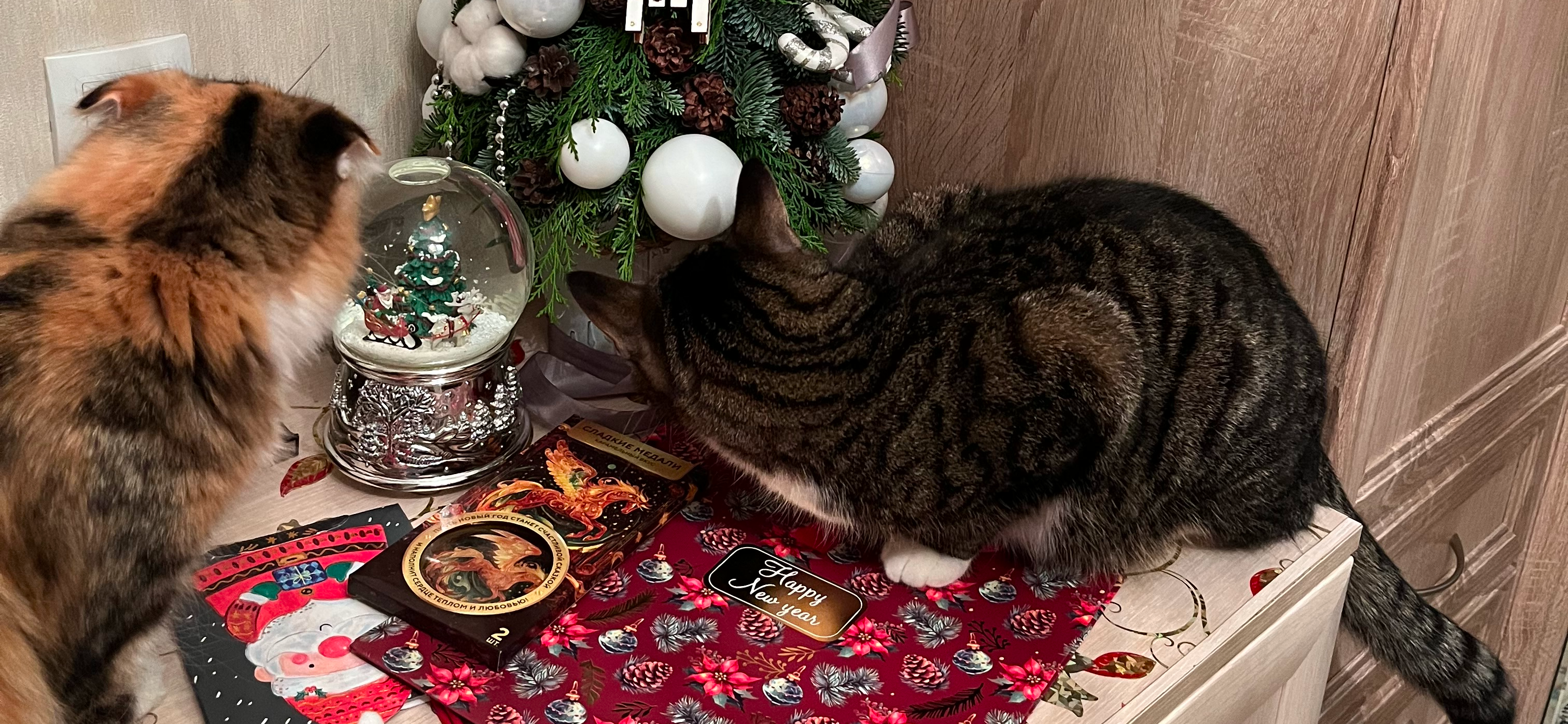 Фото питомцев: коты Барсик и Солнышко изучают елку