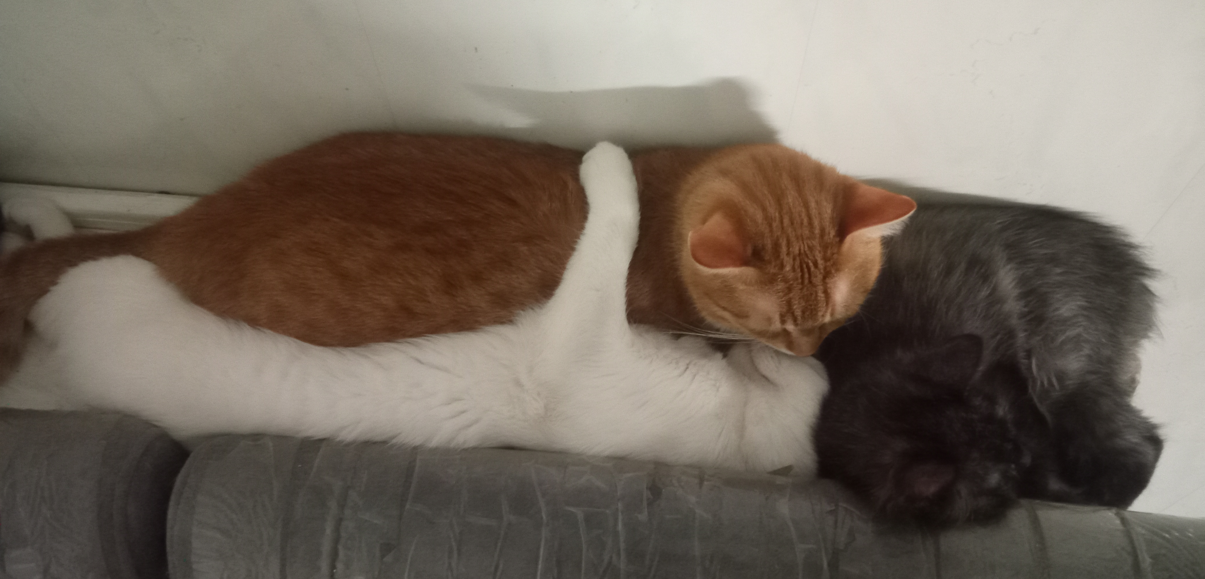 Фото питомцев: коты Бельмондо и Соломон и кошка Бумбарашка спят в обнимку