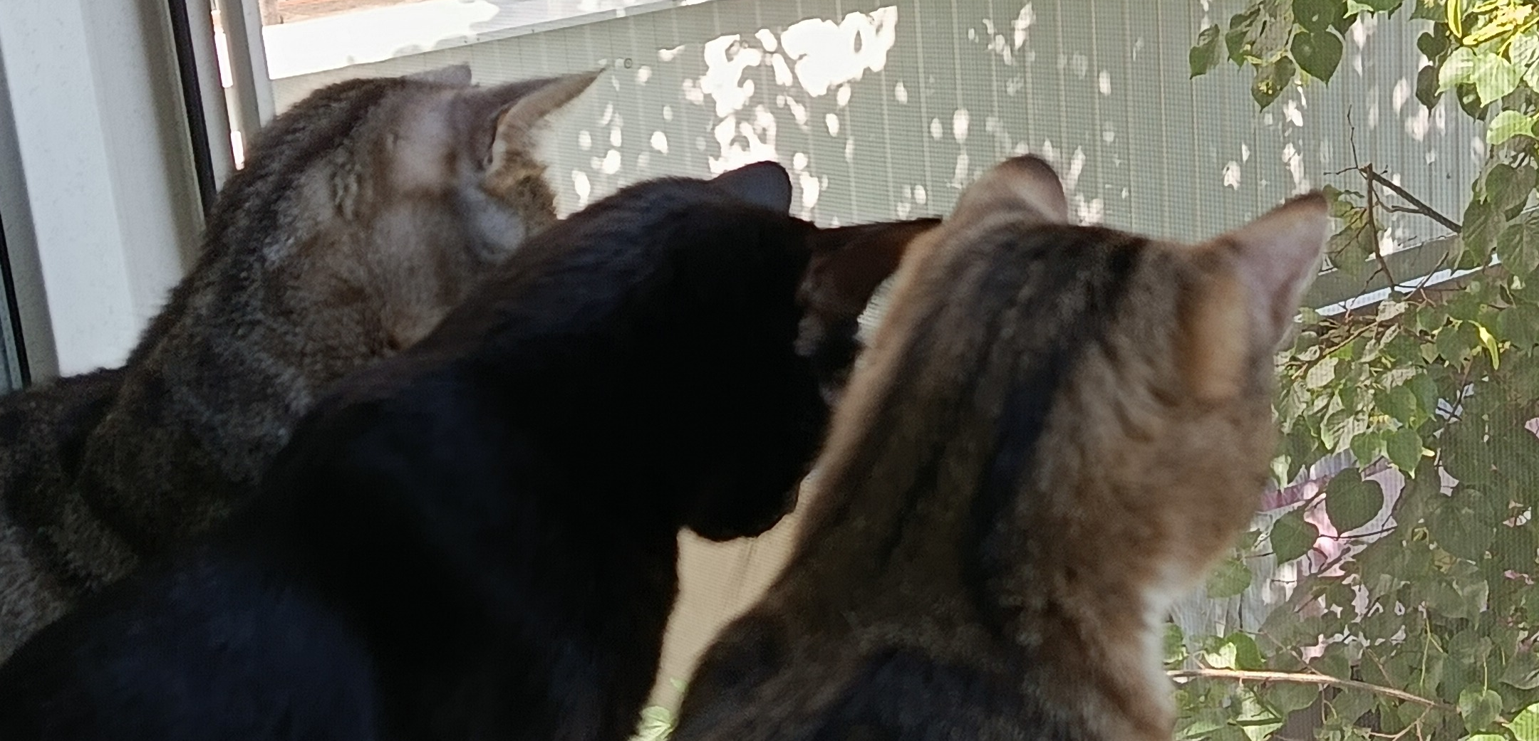 Фото питомцев: коты Бибо, Люциус и Шери отдыхают