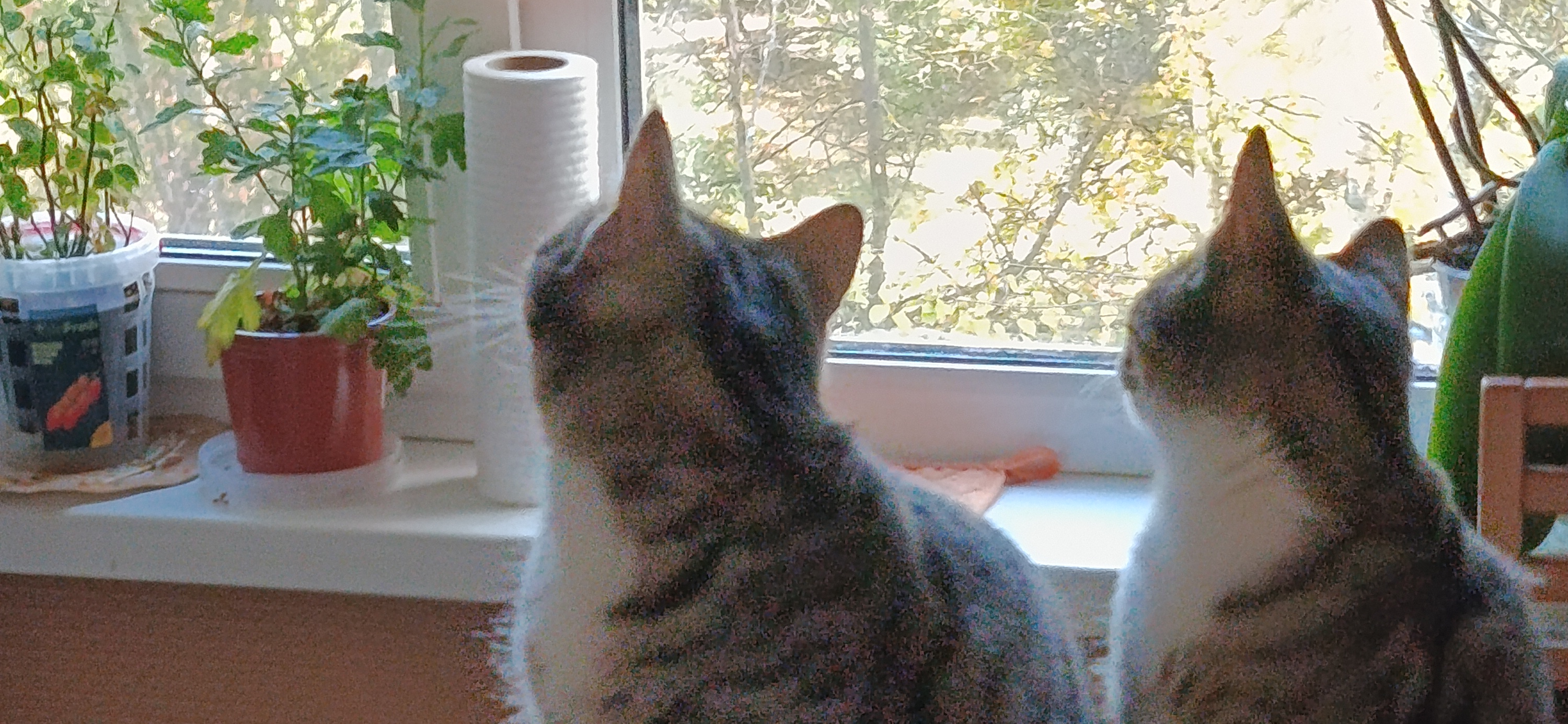 Фото питомца: коты Бибоша и Шери смотрят в окно