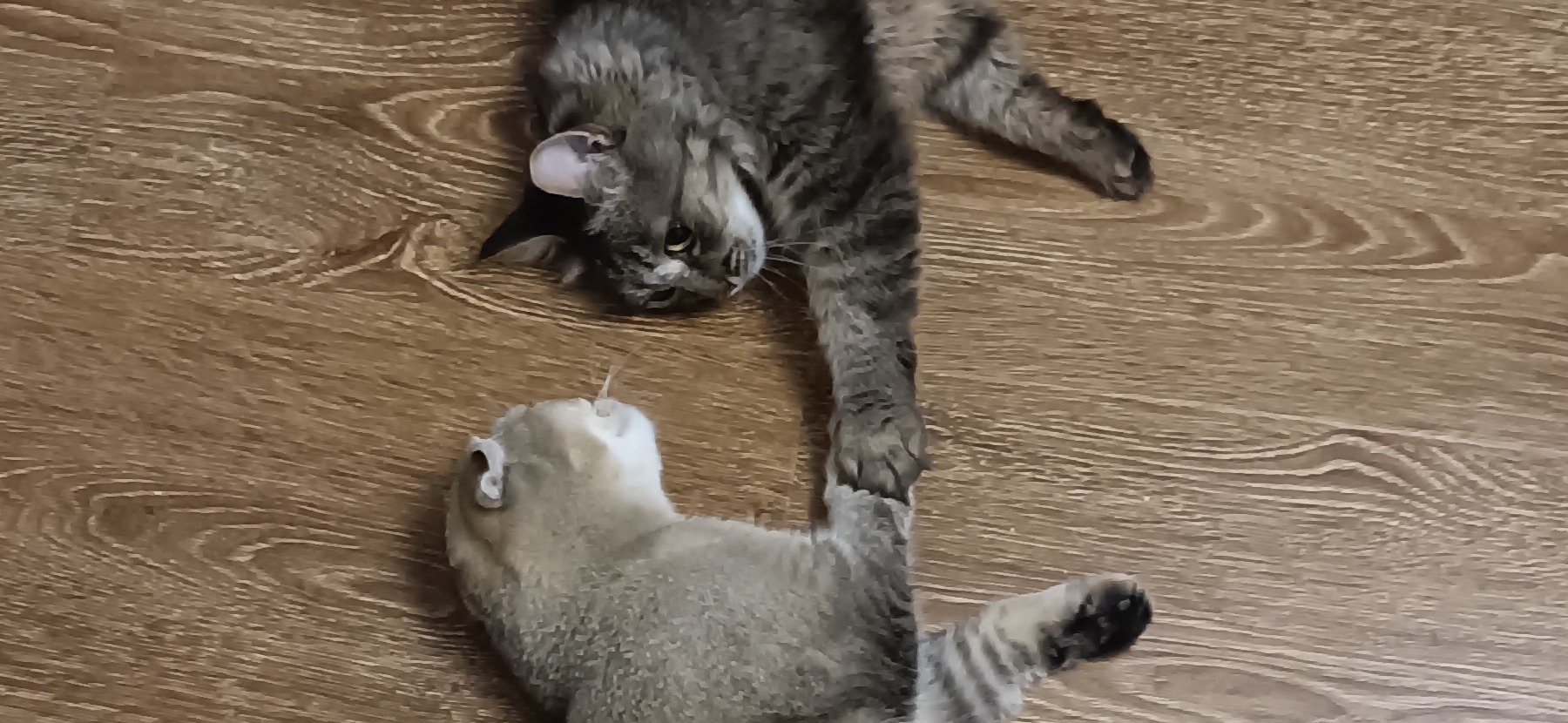 Фото питомцев: кошки Буся и Няша демонстрируют любовь