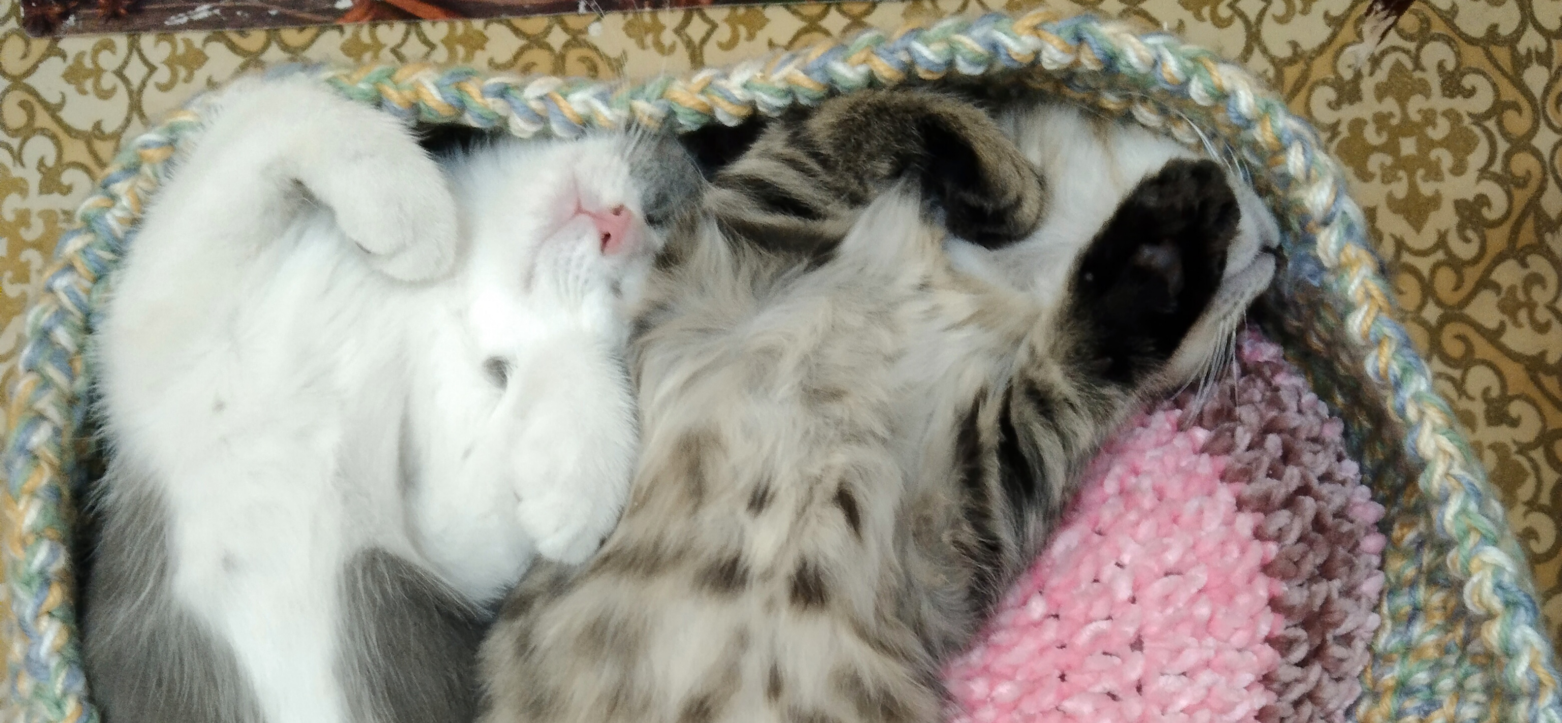 Фото питомцев: коты Бусик и Заюшик обнимаются