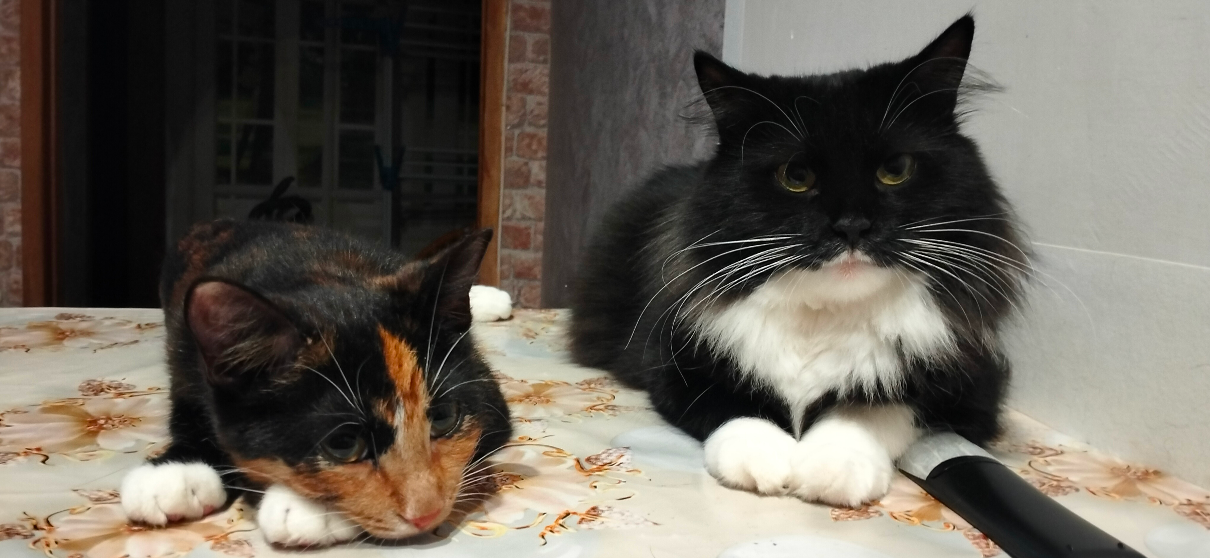 Фото питомцев: кошки Бусинка и Марта наслаждаются жизнью